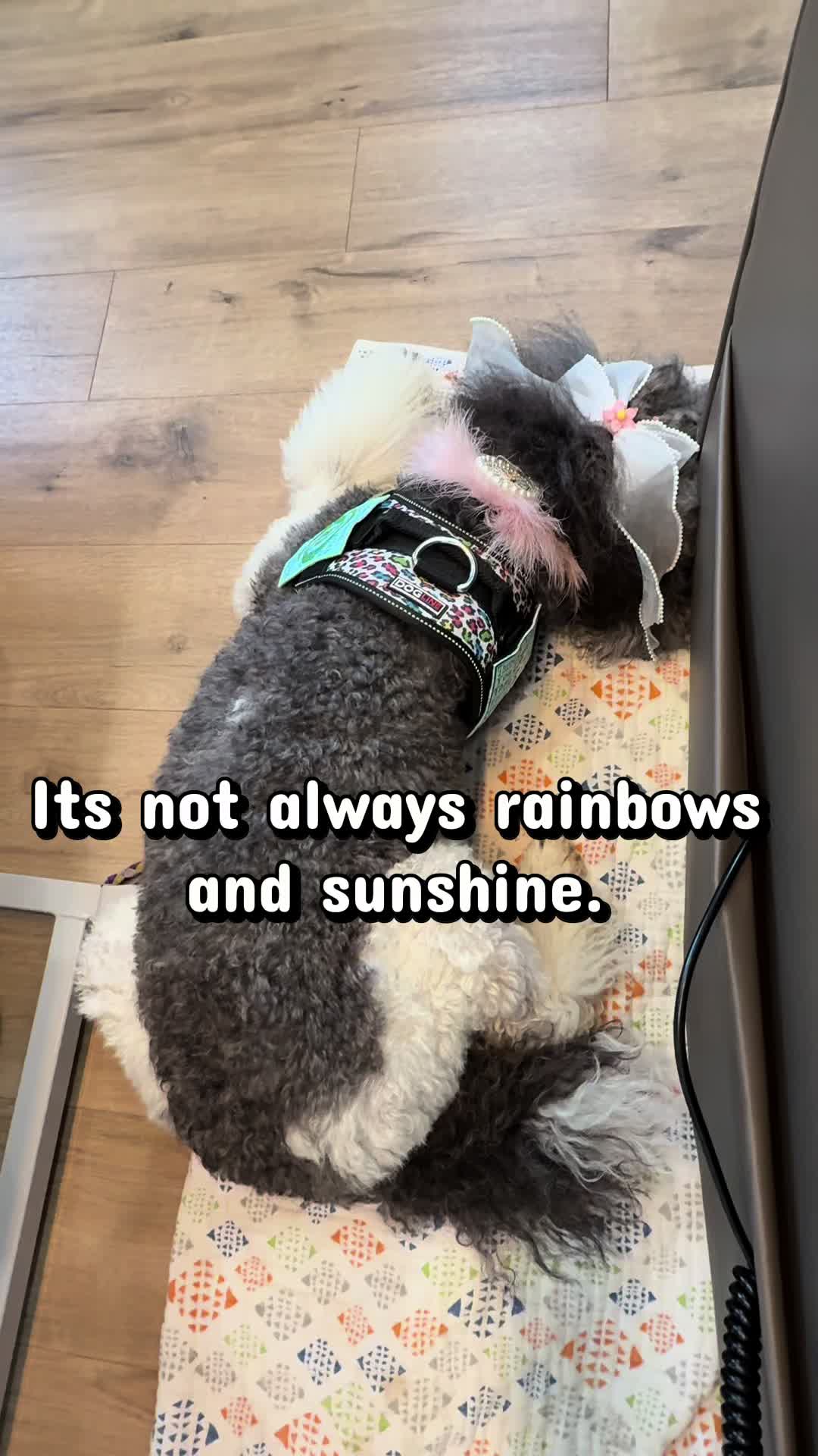 @Luxe The Adventure Poodle