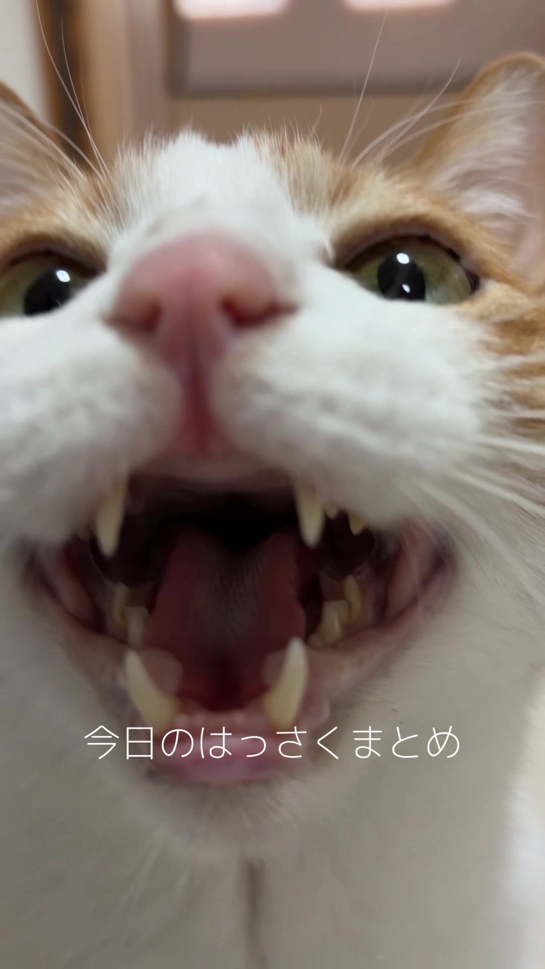 @猫のはっさく