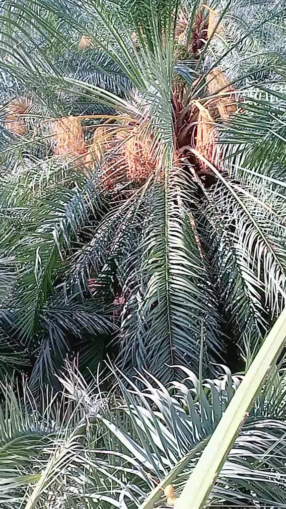 @Mansoor Khan♥️♥️🥷🥷🥷🇸🇦🇸🇦