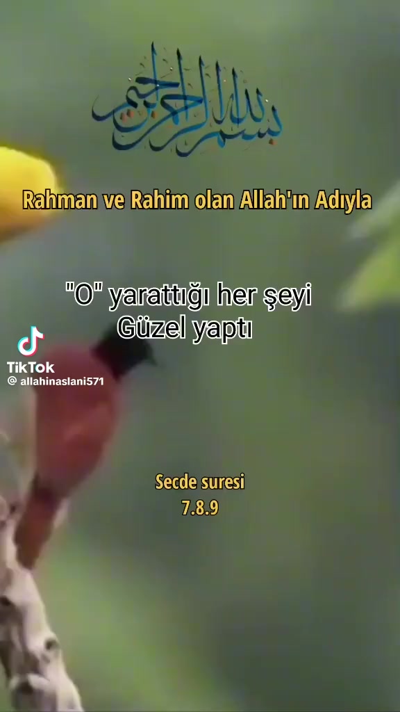 @şirvastav Cihangirov