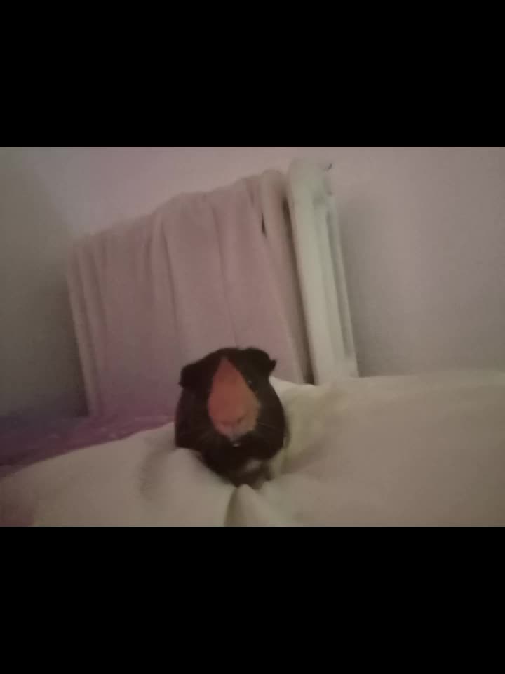 @rena