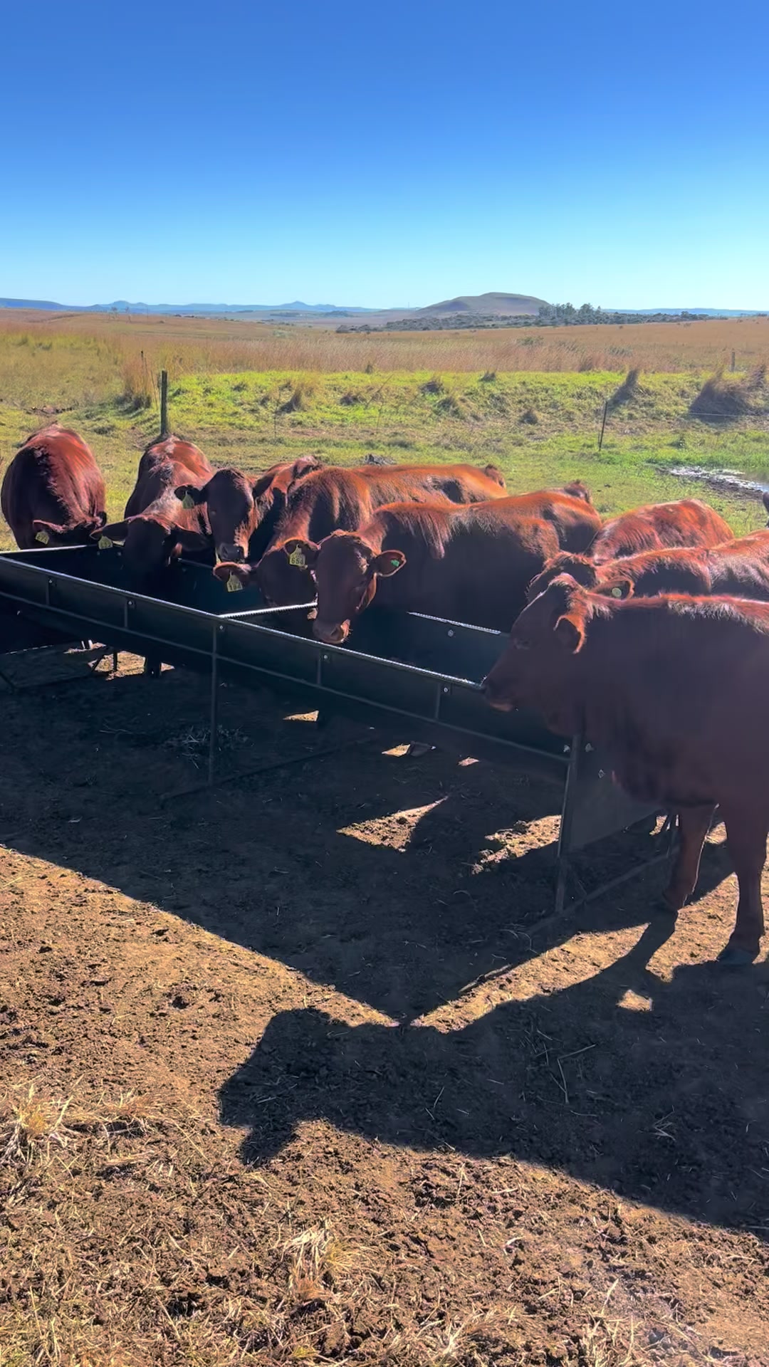 @FarmingKZN🇿🇦