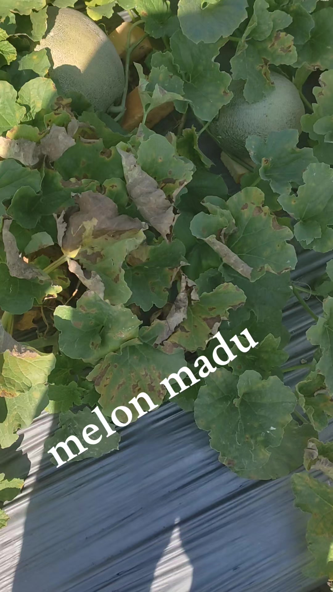 @BIERJU