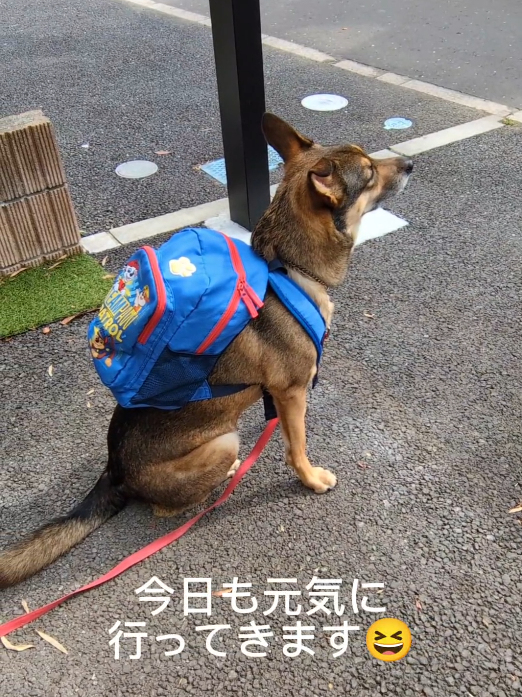 @雑種犬 𖹭 保護犬まる🐶🇺🇸🇯🇵