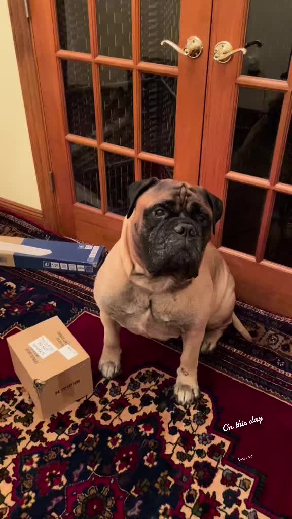 @Xander the Bullmastiff