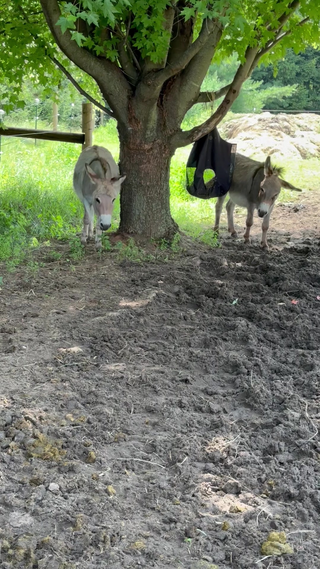 @Safe Place Pastures, Inc.