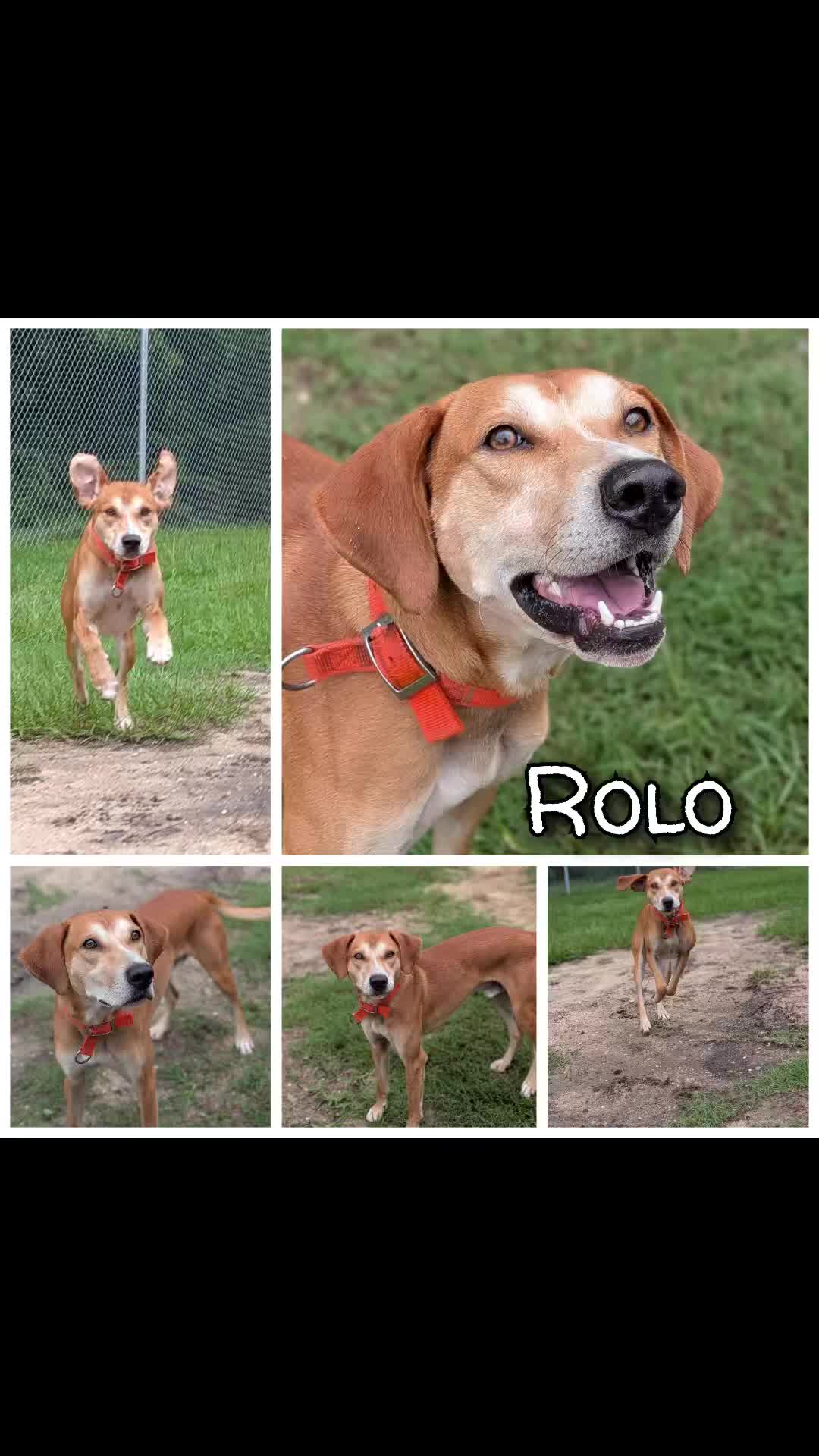 @Shelter Dog Walk Tok