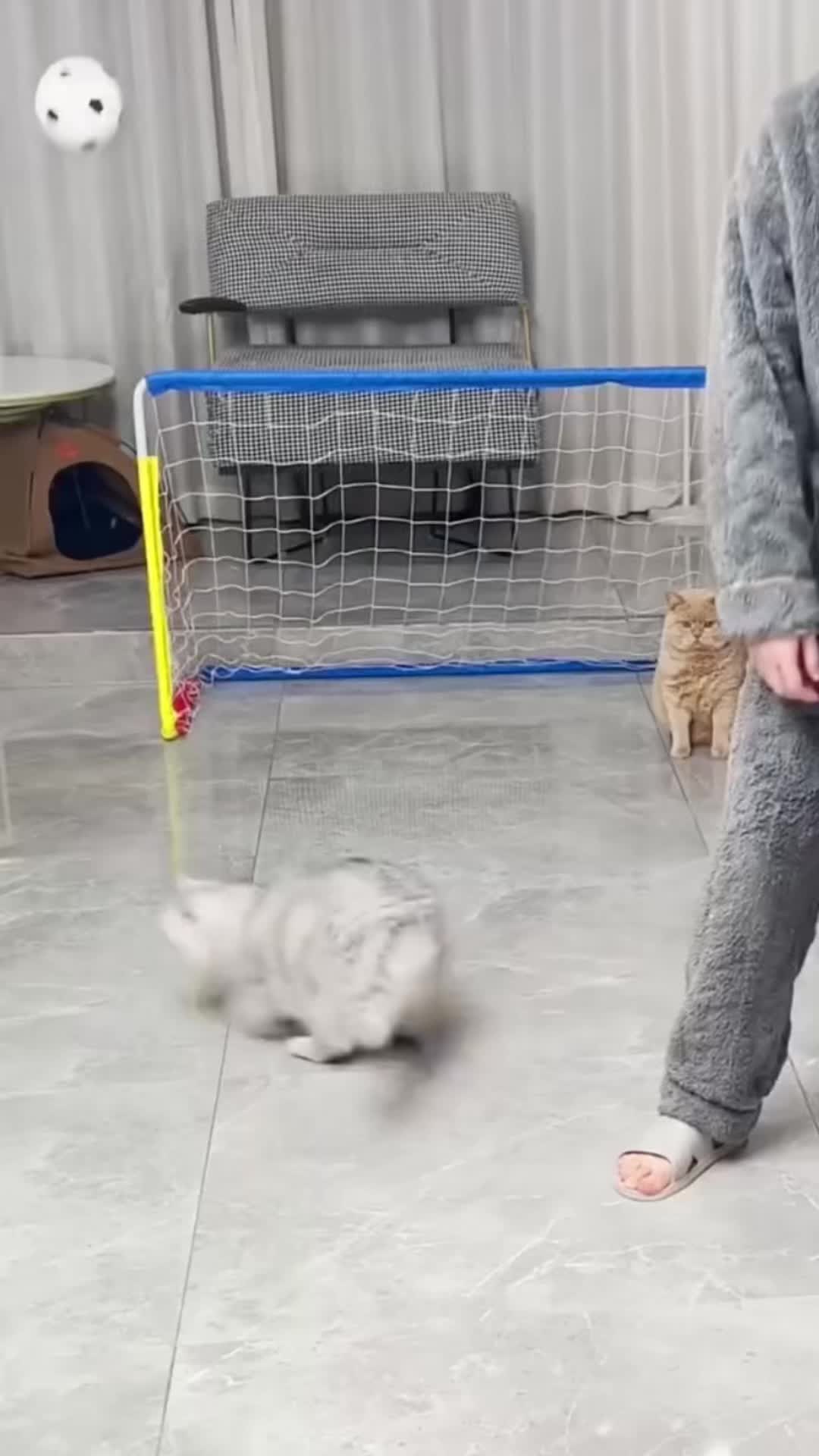 @🤣Cute Funny Pets🤣