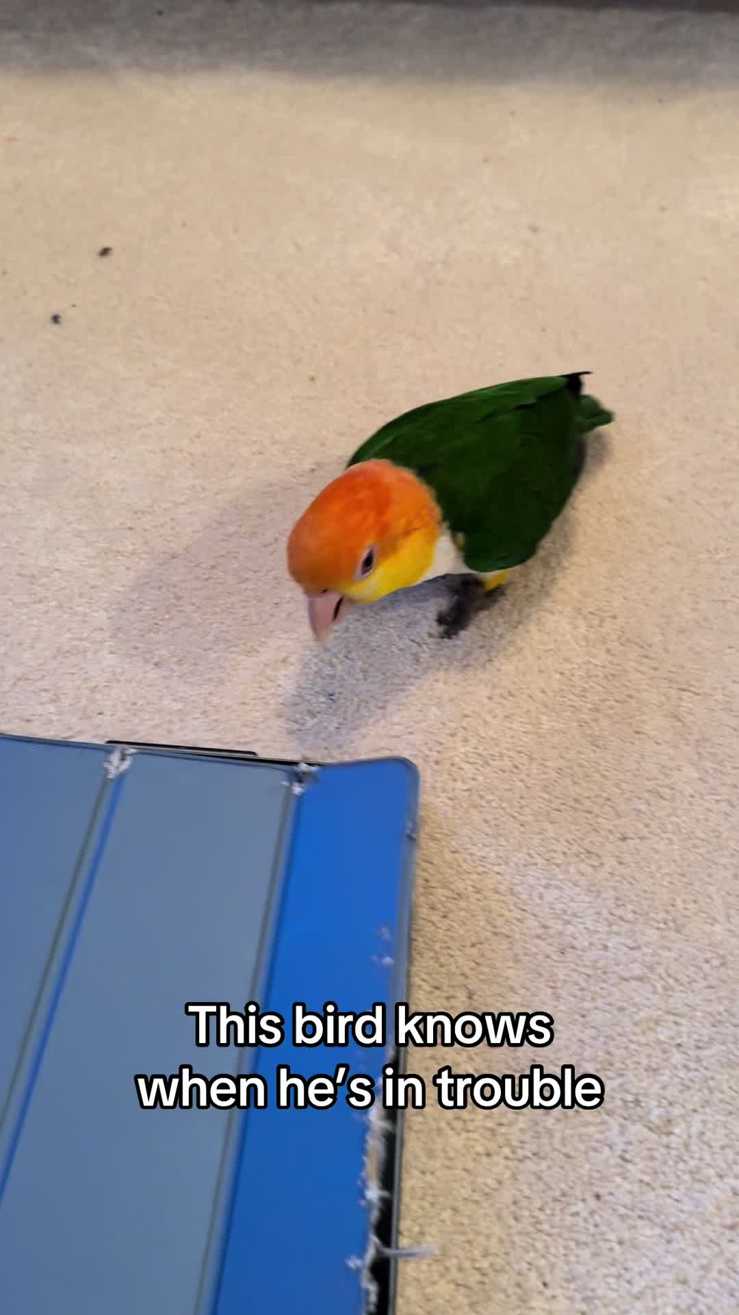 @goober_and_the_mouse