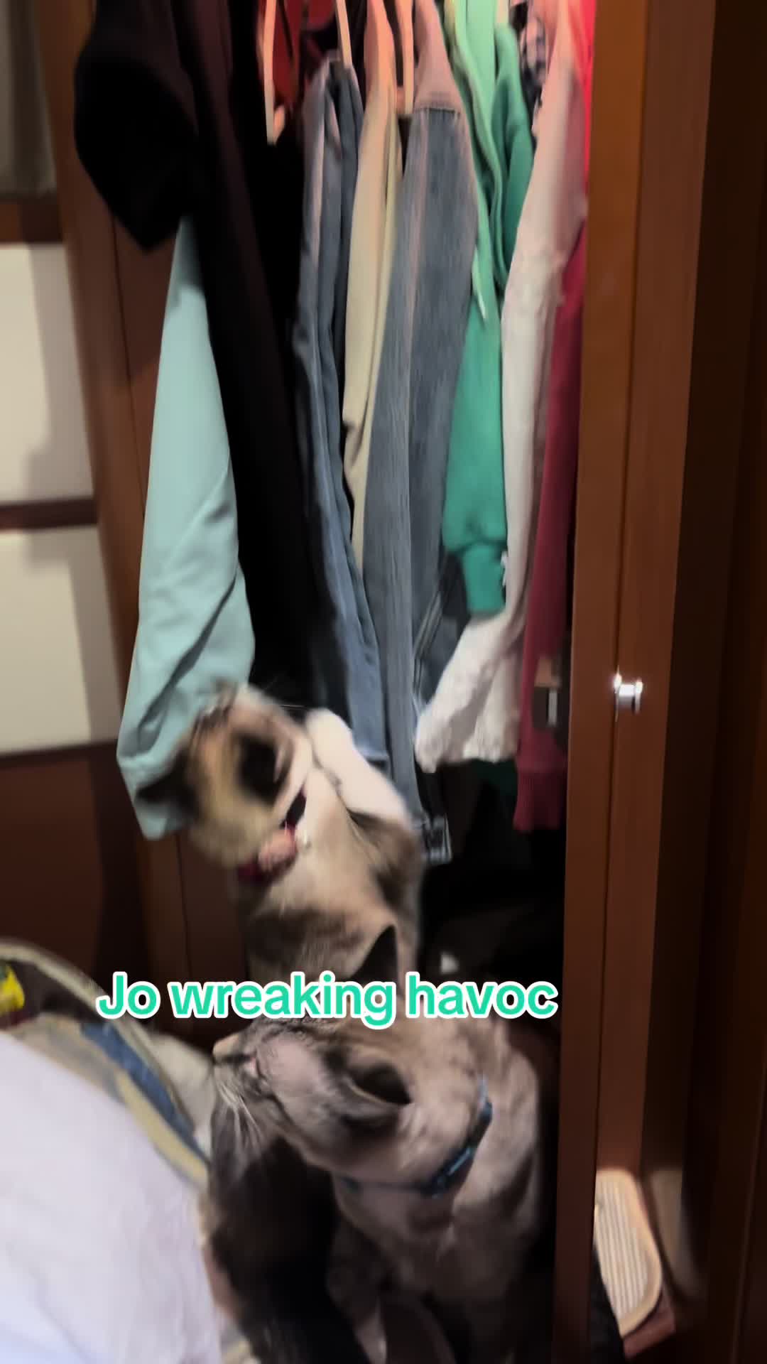 @bellkittiesmom