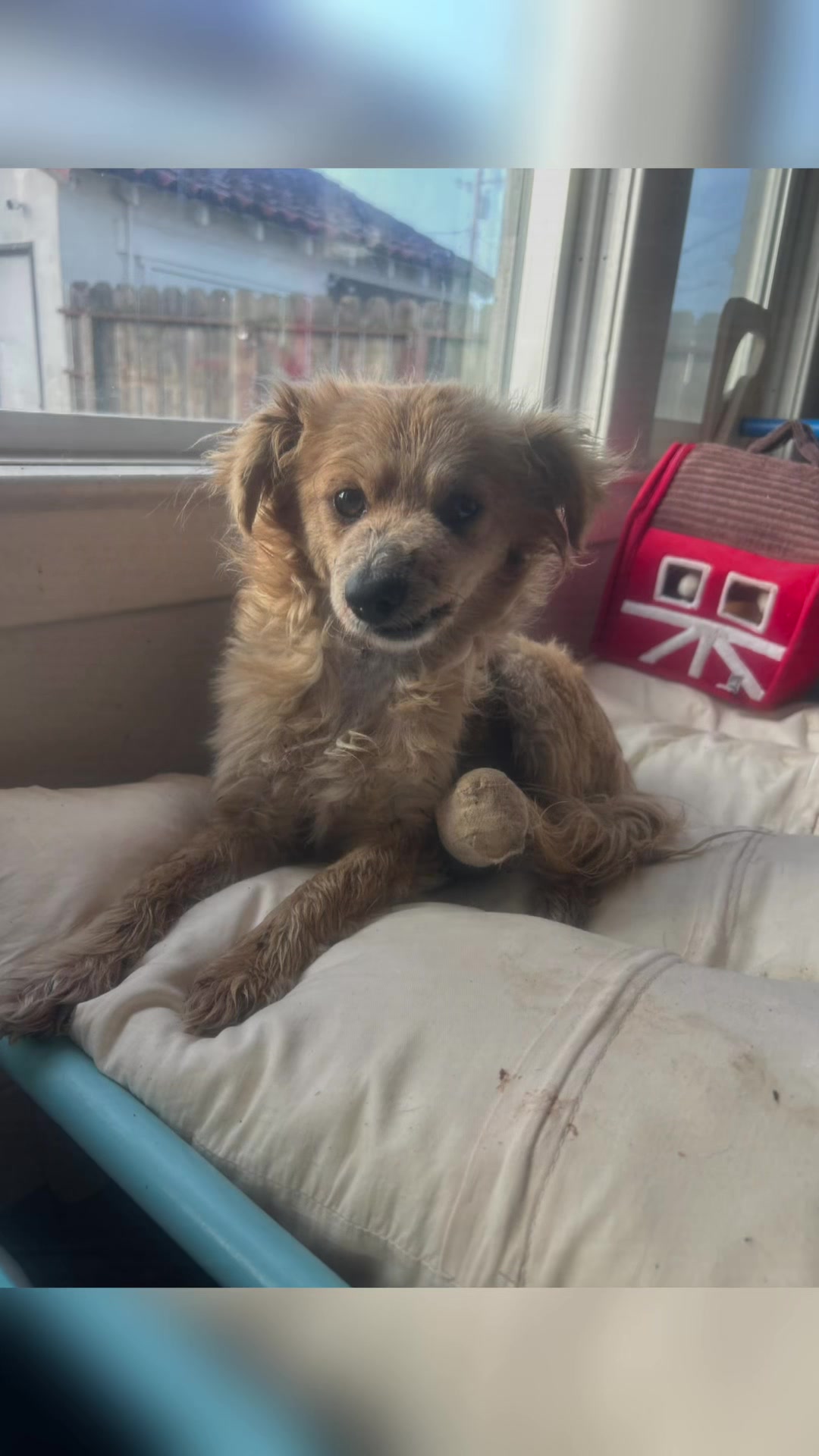 @FosterAngels
