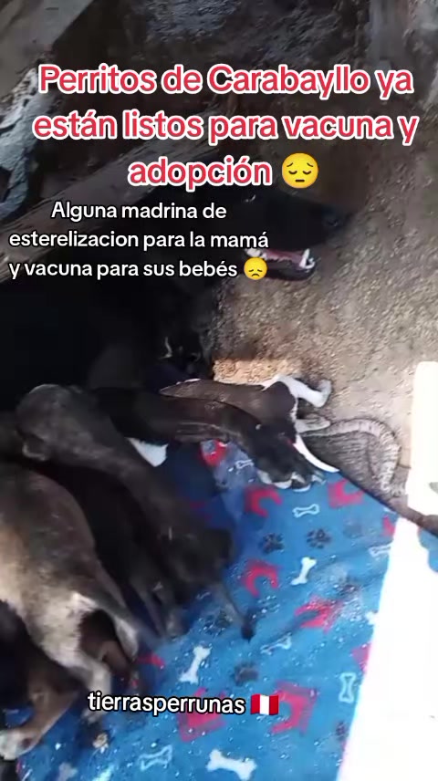 @Asociación T.Perrunas🐕🐈🇵🇪