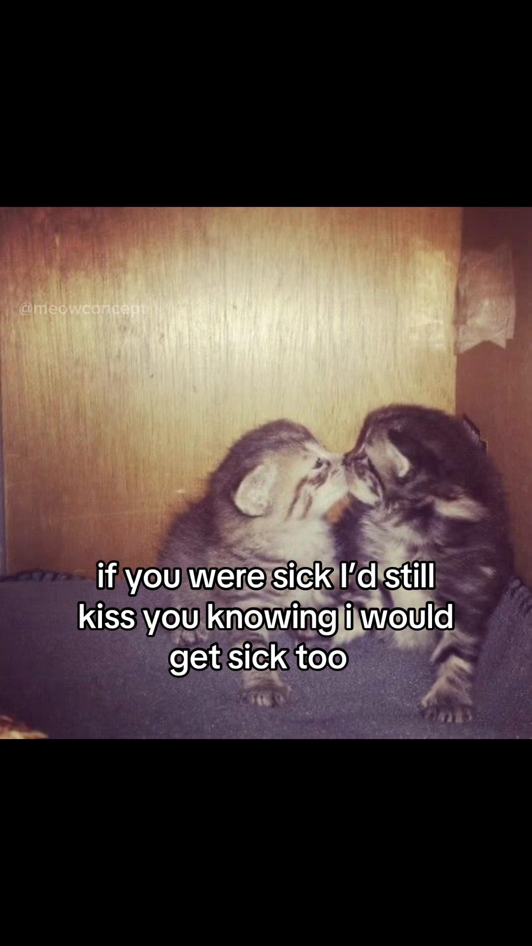 @meowconcept