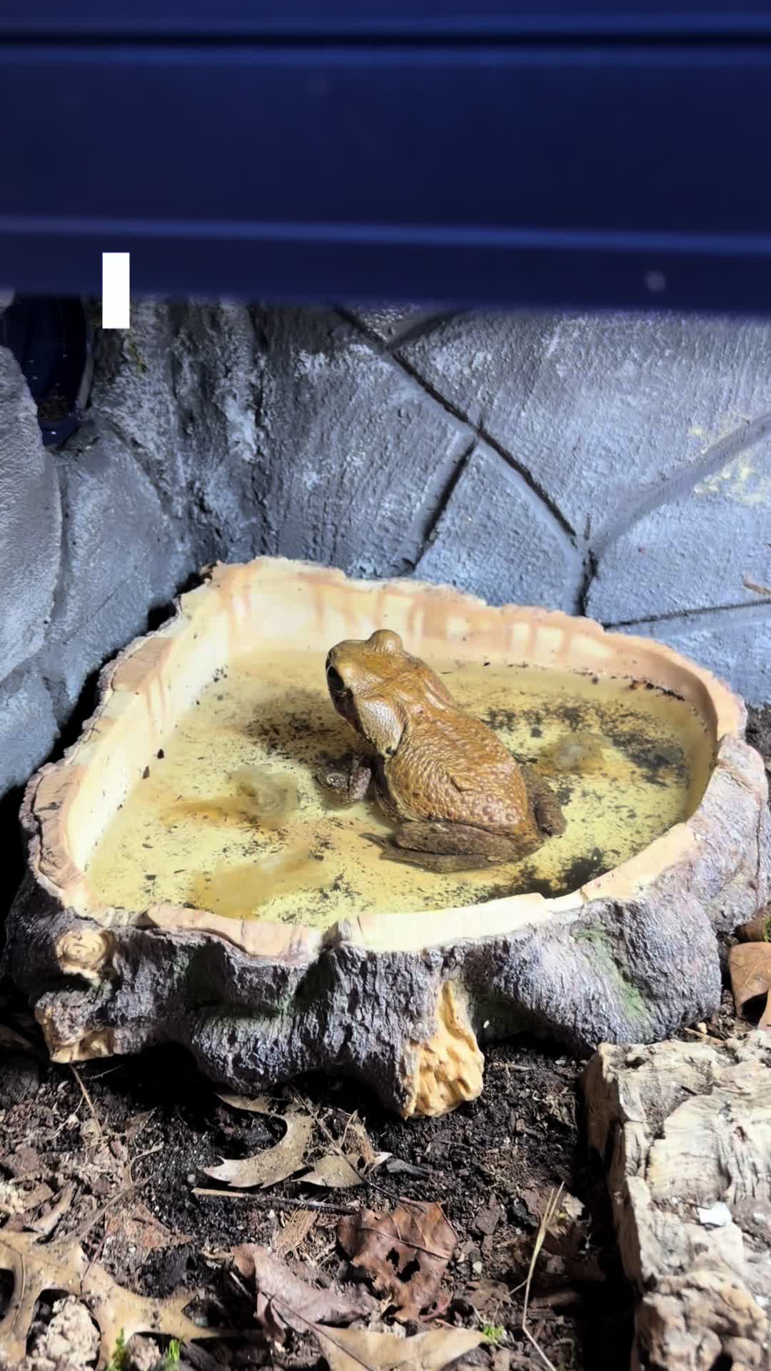 @layla🦎🍃