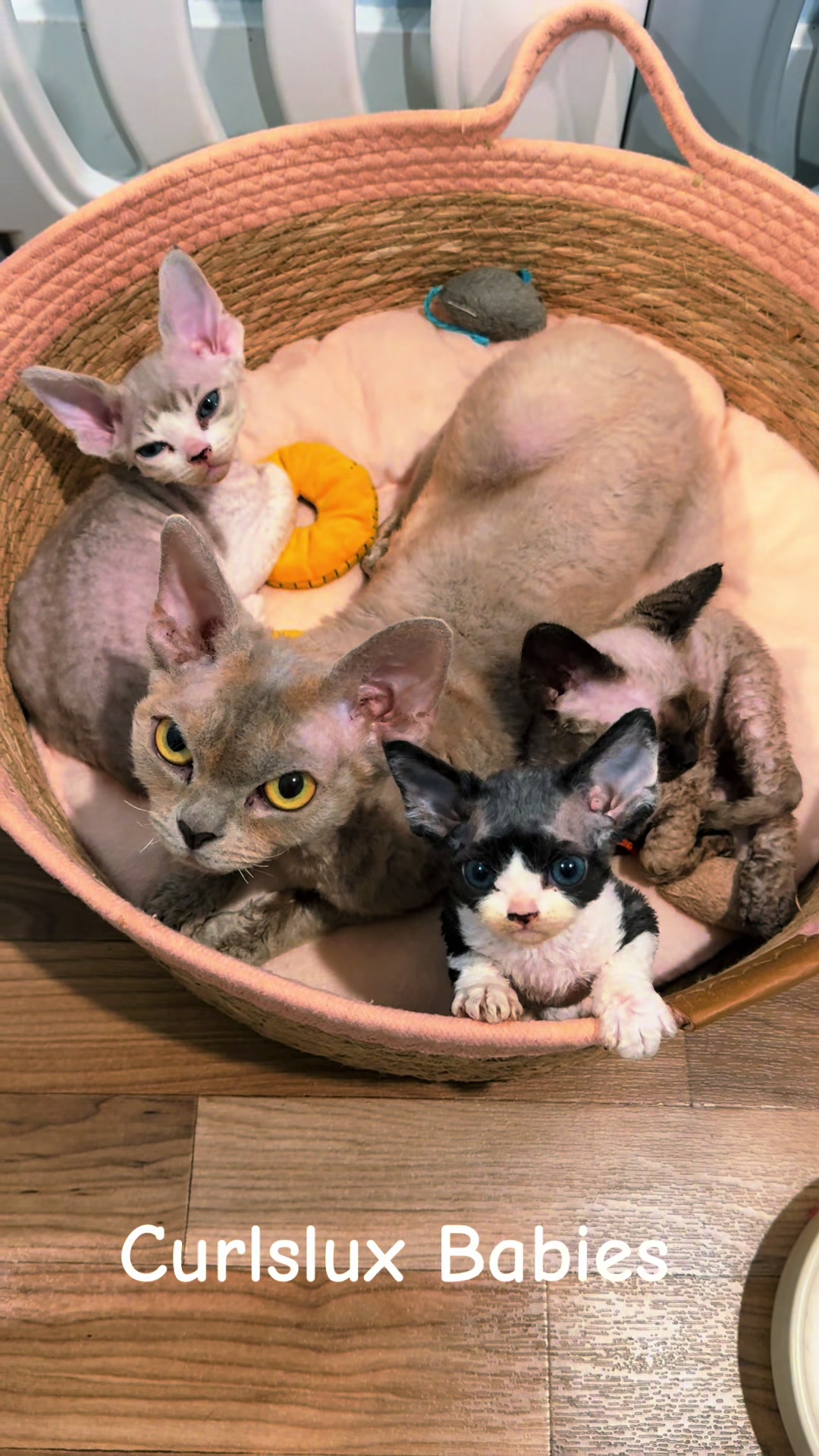 @Curlslux cattery!!🇺🇸