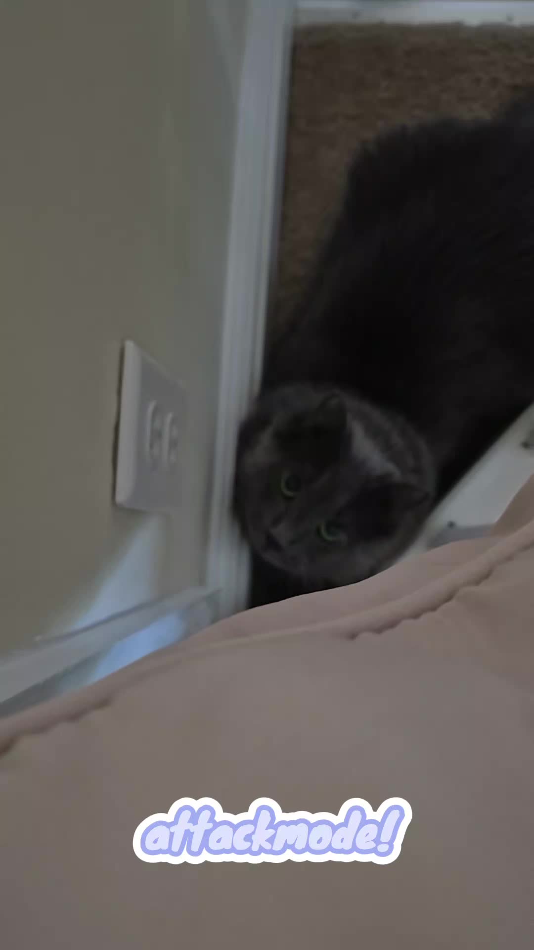 @Kittyboi