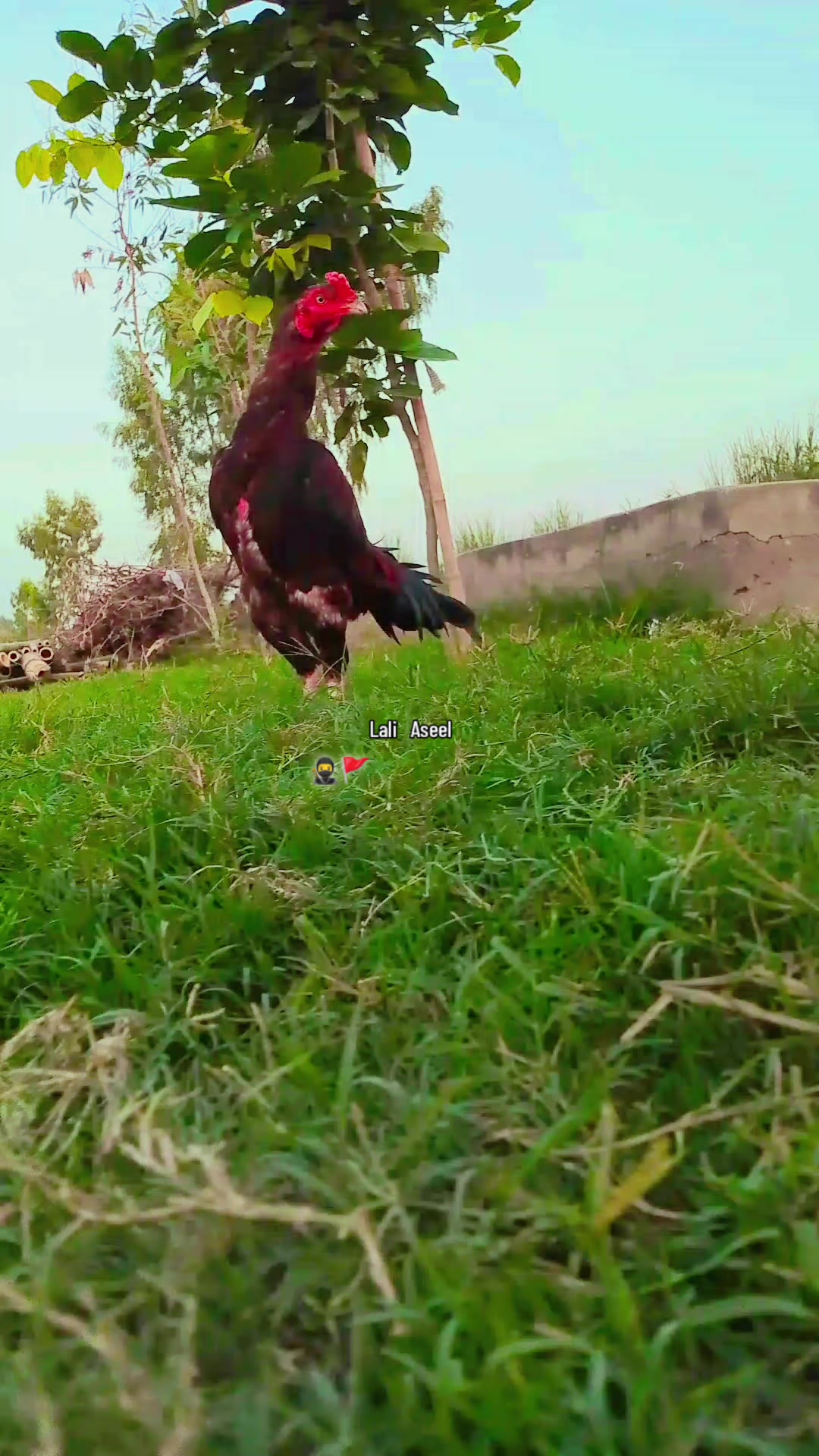 @hsasnAli804🥷🚩