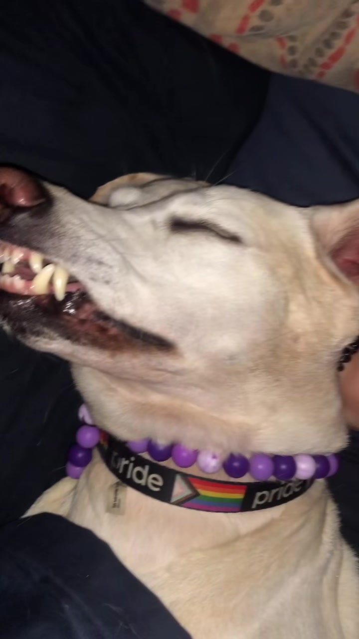 @Service_dog_Lexi