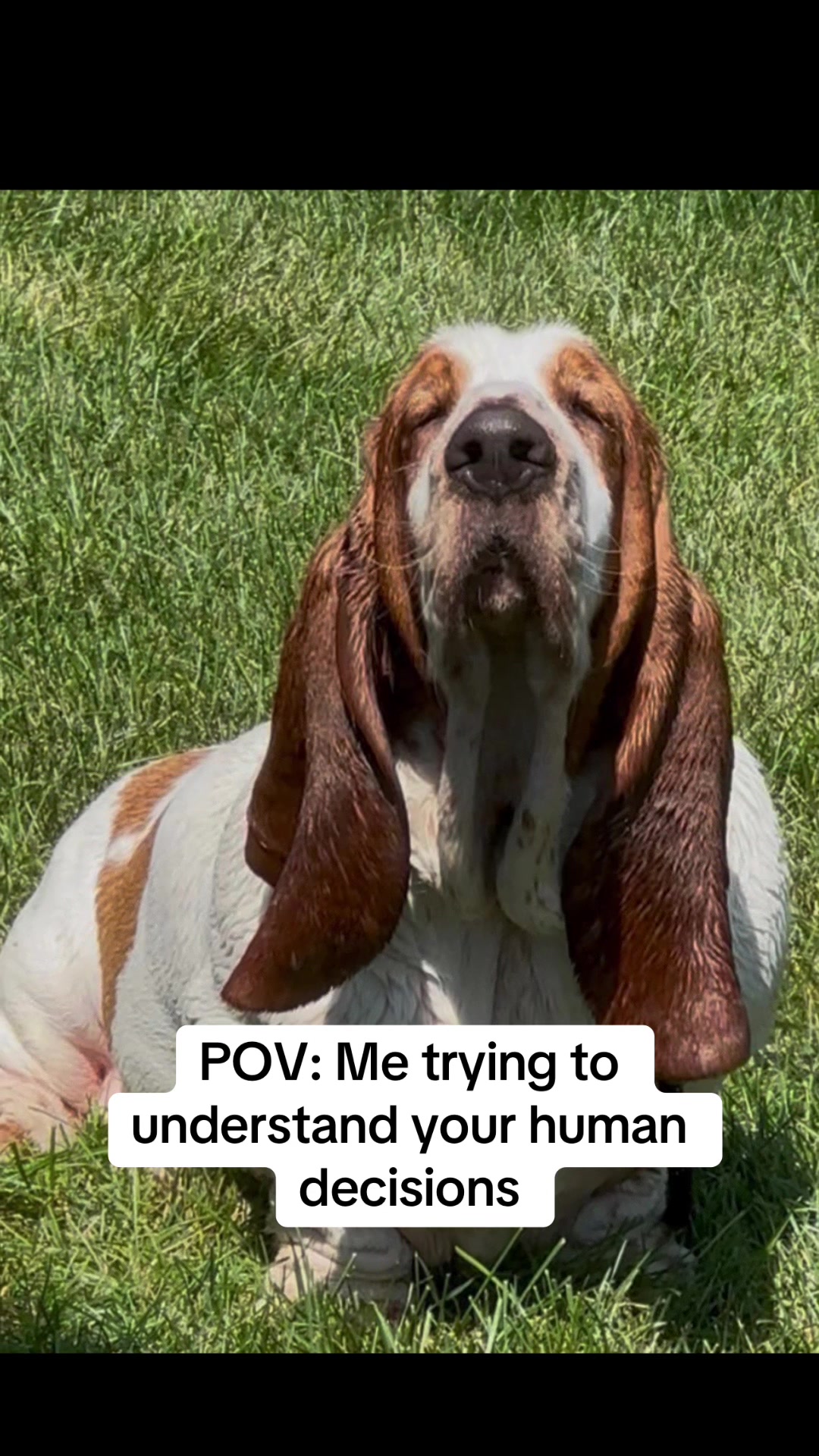 @Lisa 🐾🐶