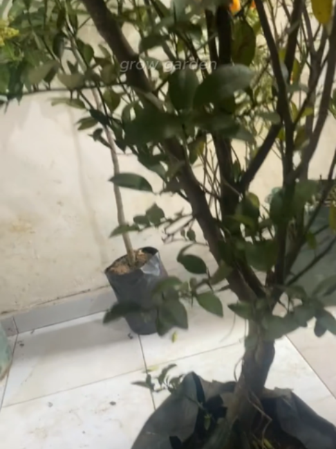 @Grow Garden | Plantas