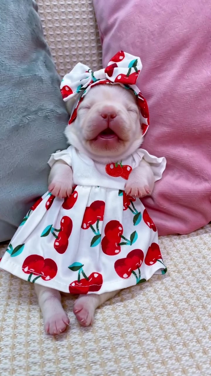 @MilkPupDaily