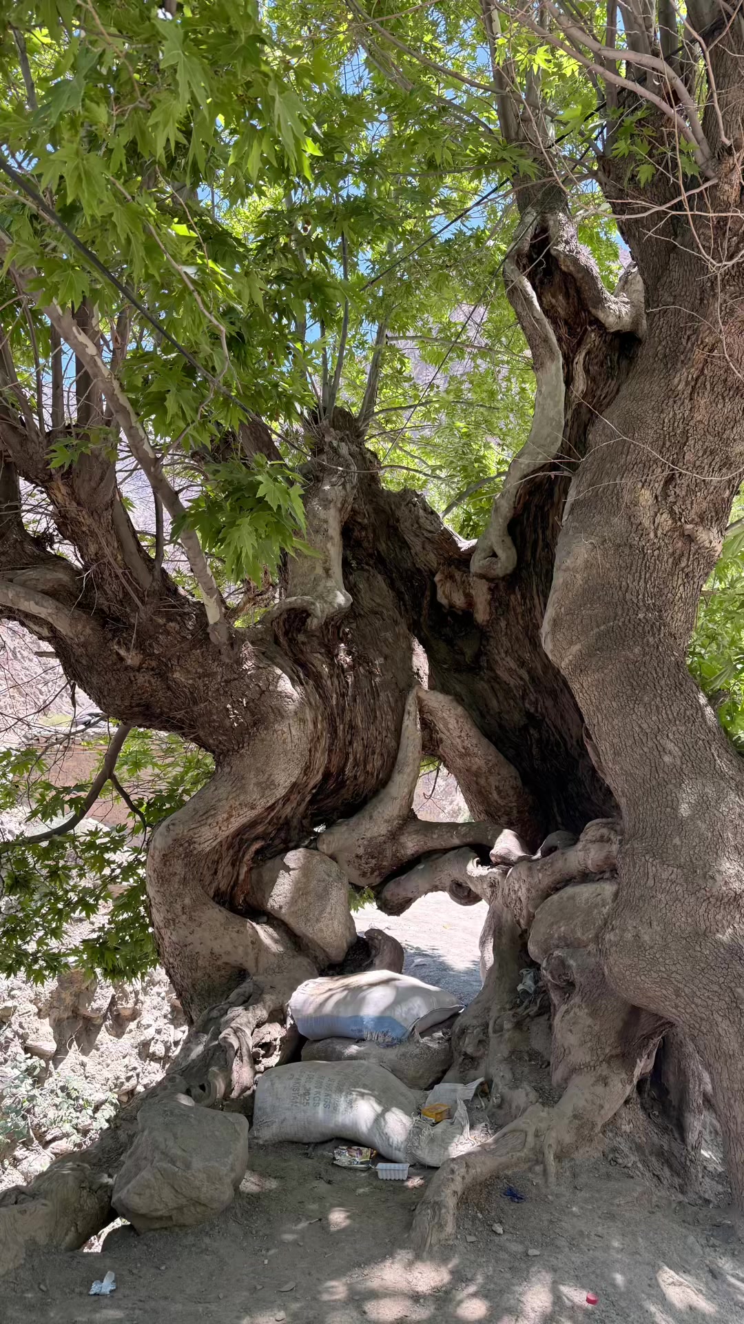 @🌿 𝓝𝓪𝓽𝓾𝓻𝓮 𝓢𝓸𝓾𝓵