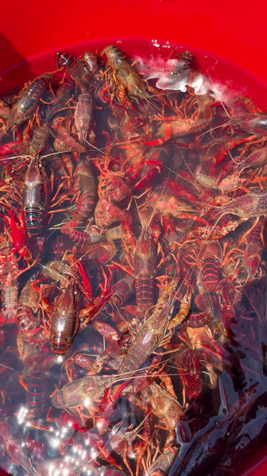 @cajuncrackcrawfish