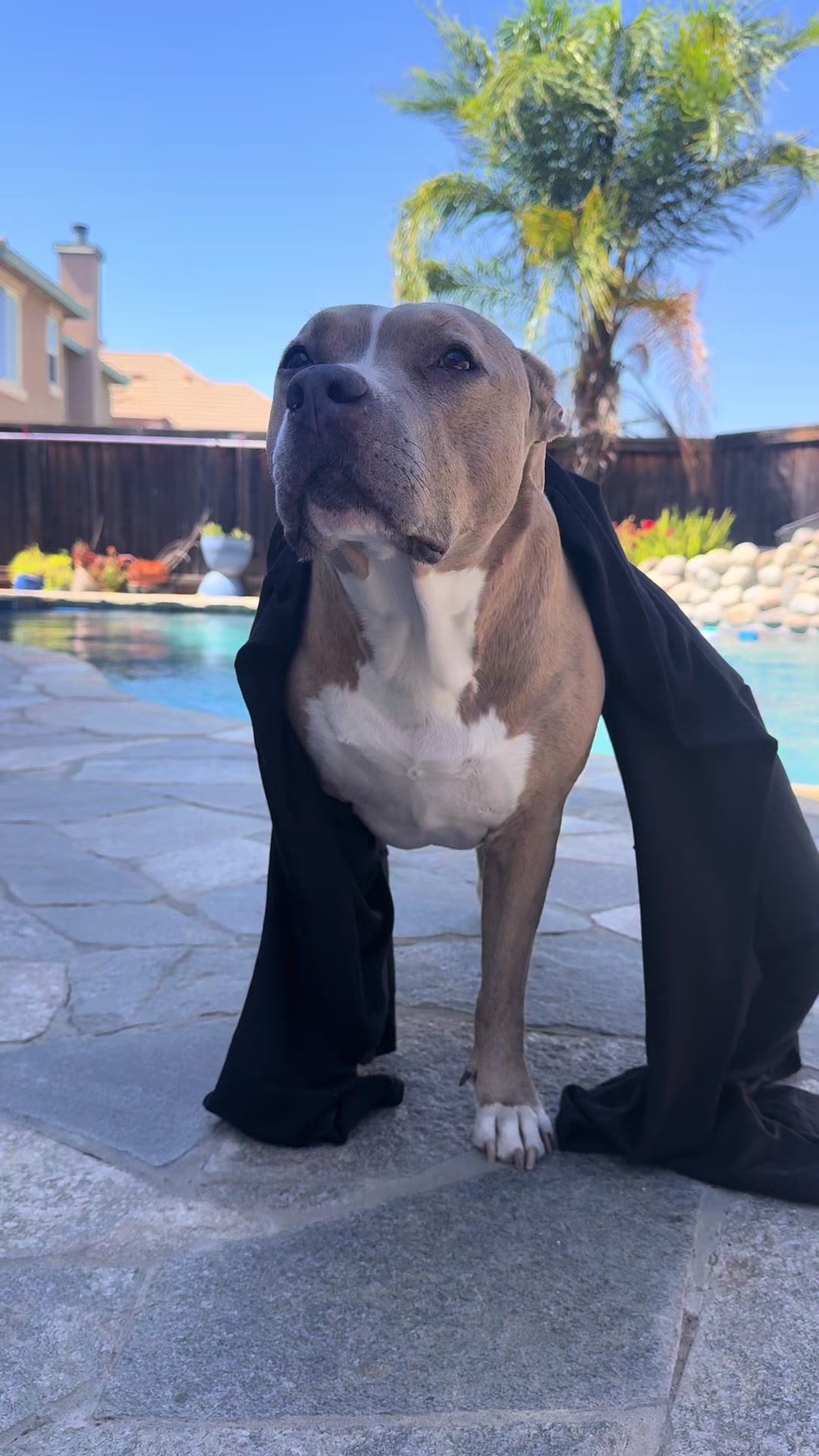 @Indie.pittie