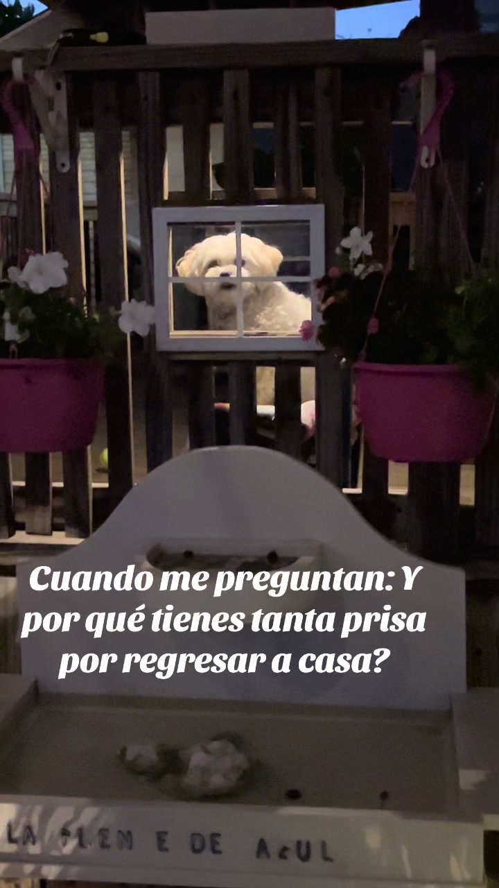 @AZUL🐶🥰