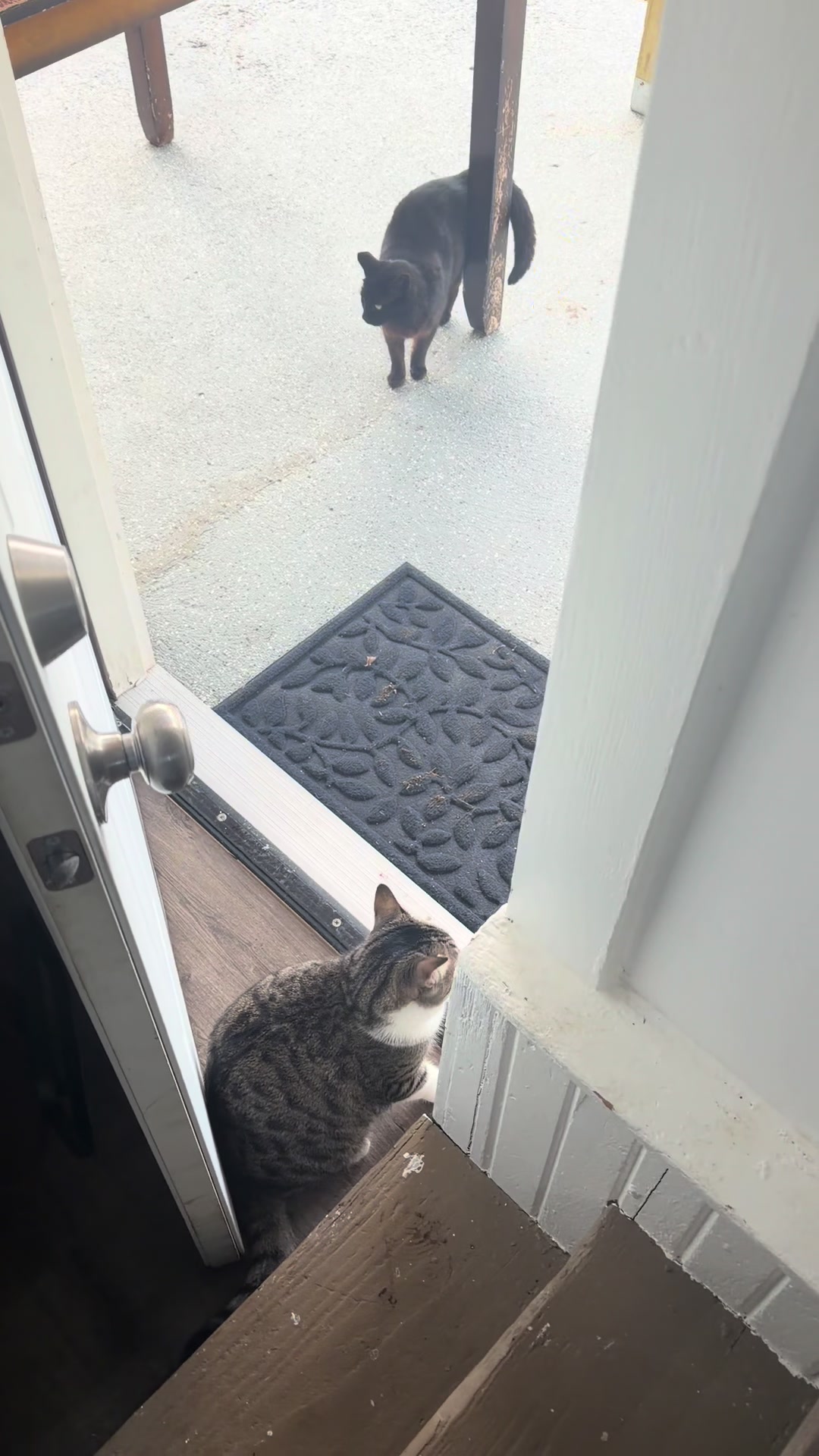 @Gary🐈&zwj;⬛&Luna🐈