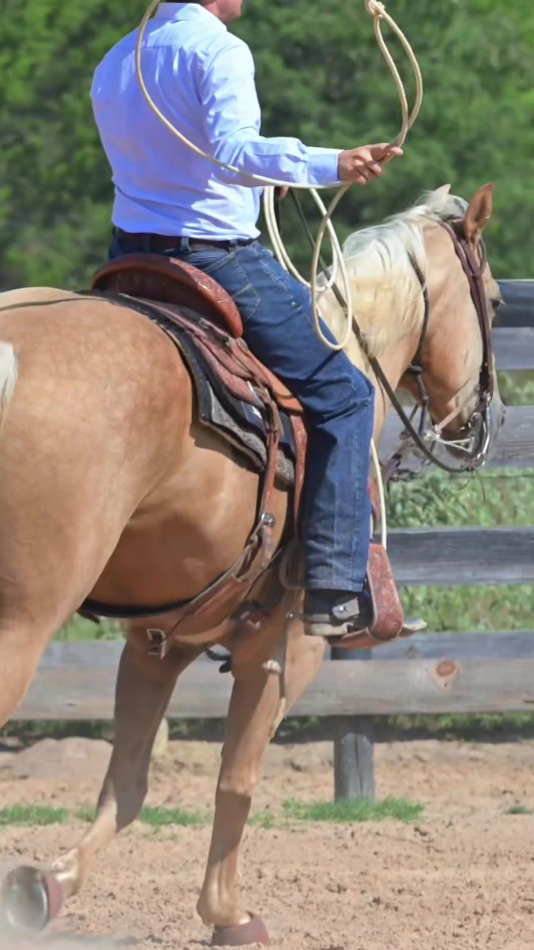 @HD Performance Horses