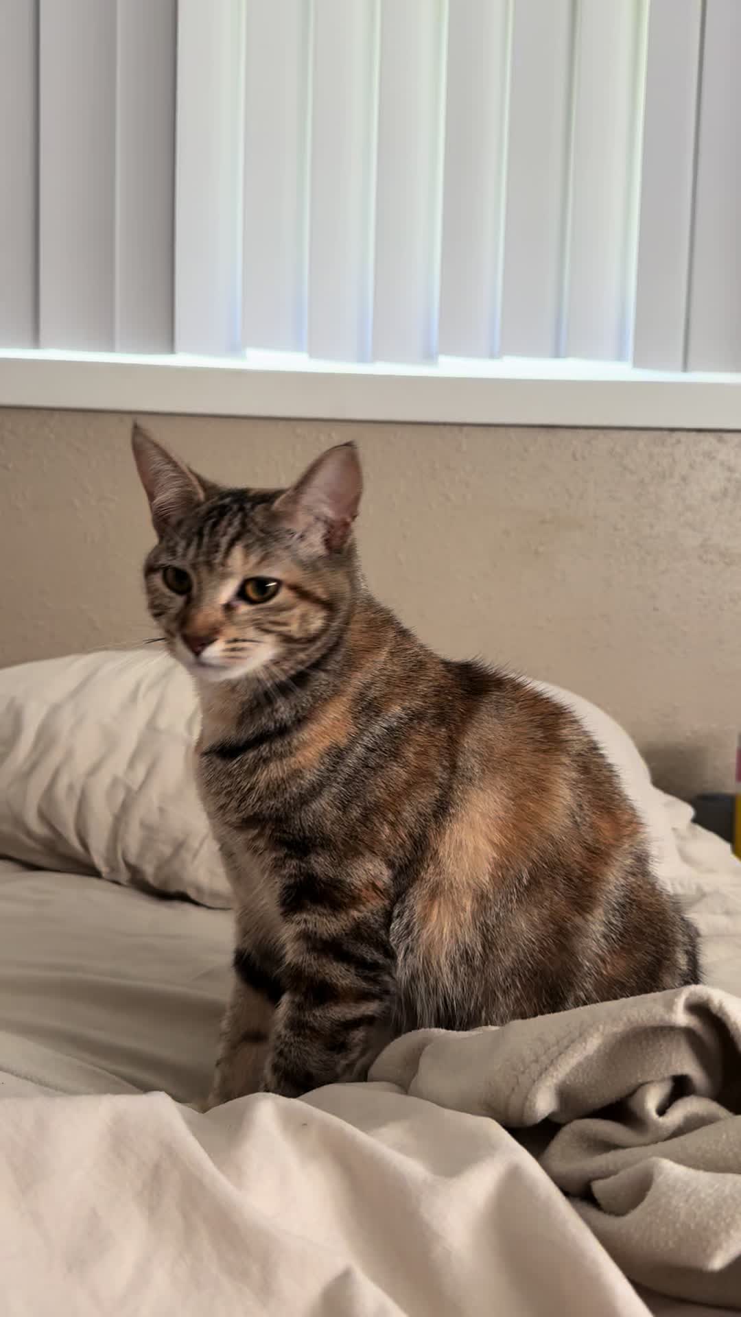 @KrazyKatz