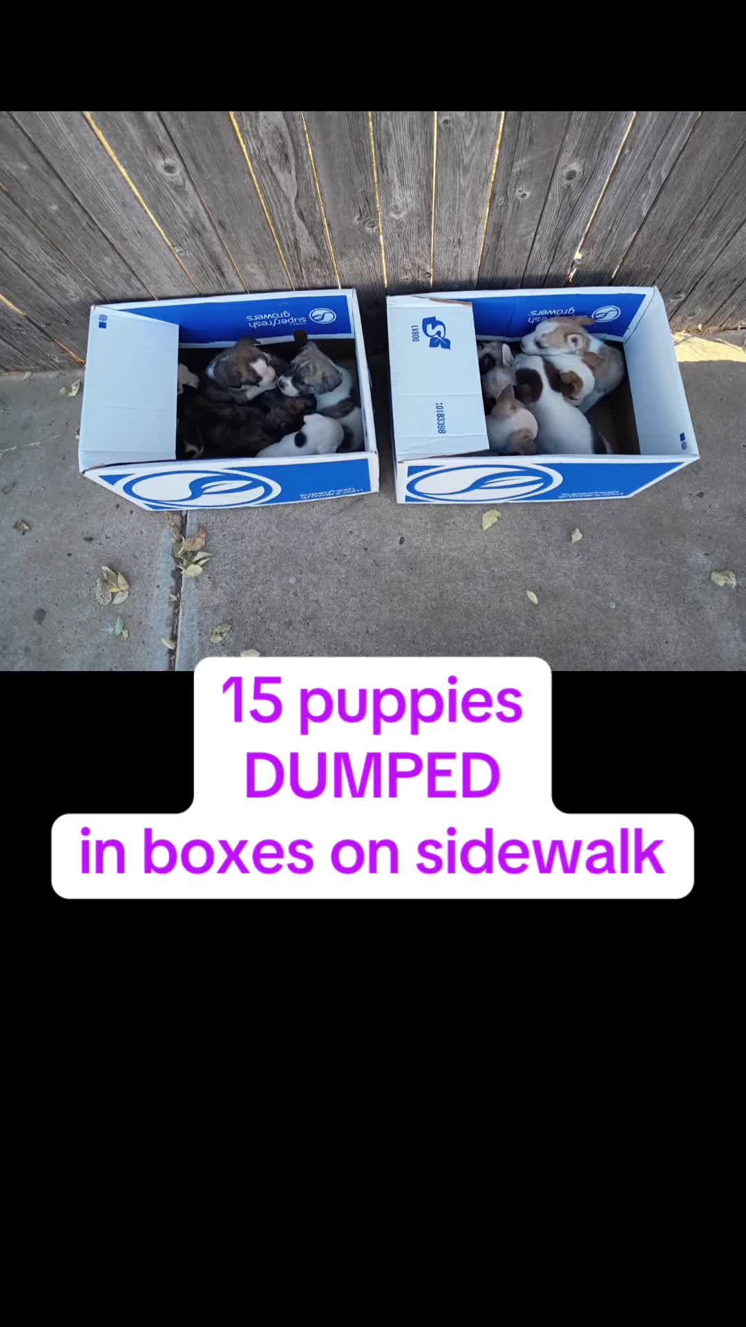 @Jessica ForgottenDogLeague