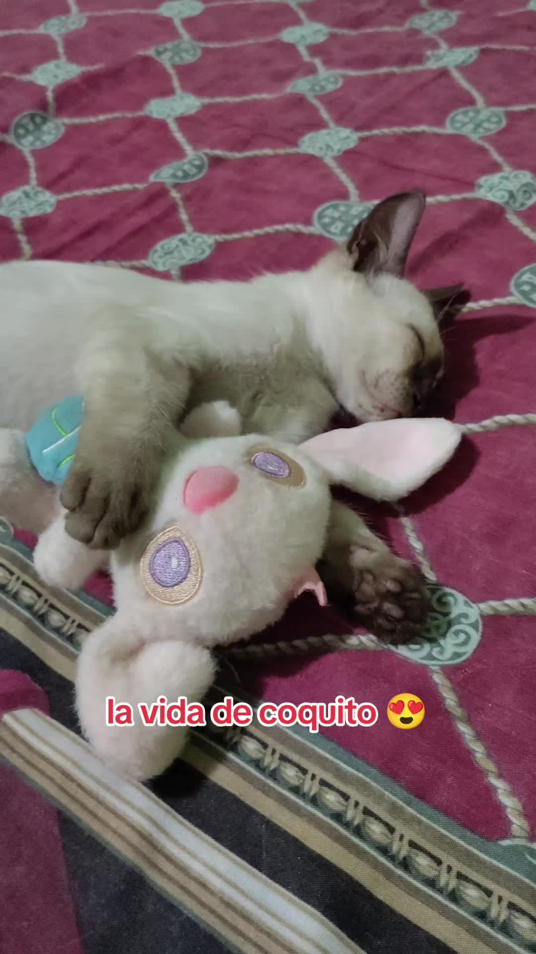 @Charlotte🐕&zwj;🦺🐈🐕🦬🐐🐎🐄🐒