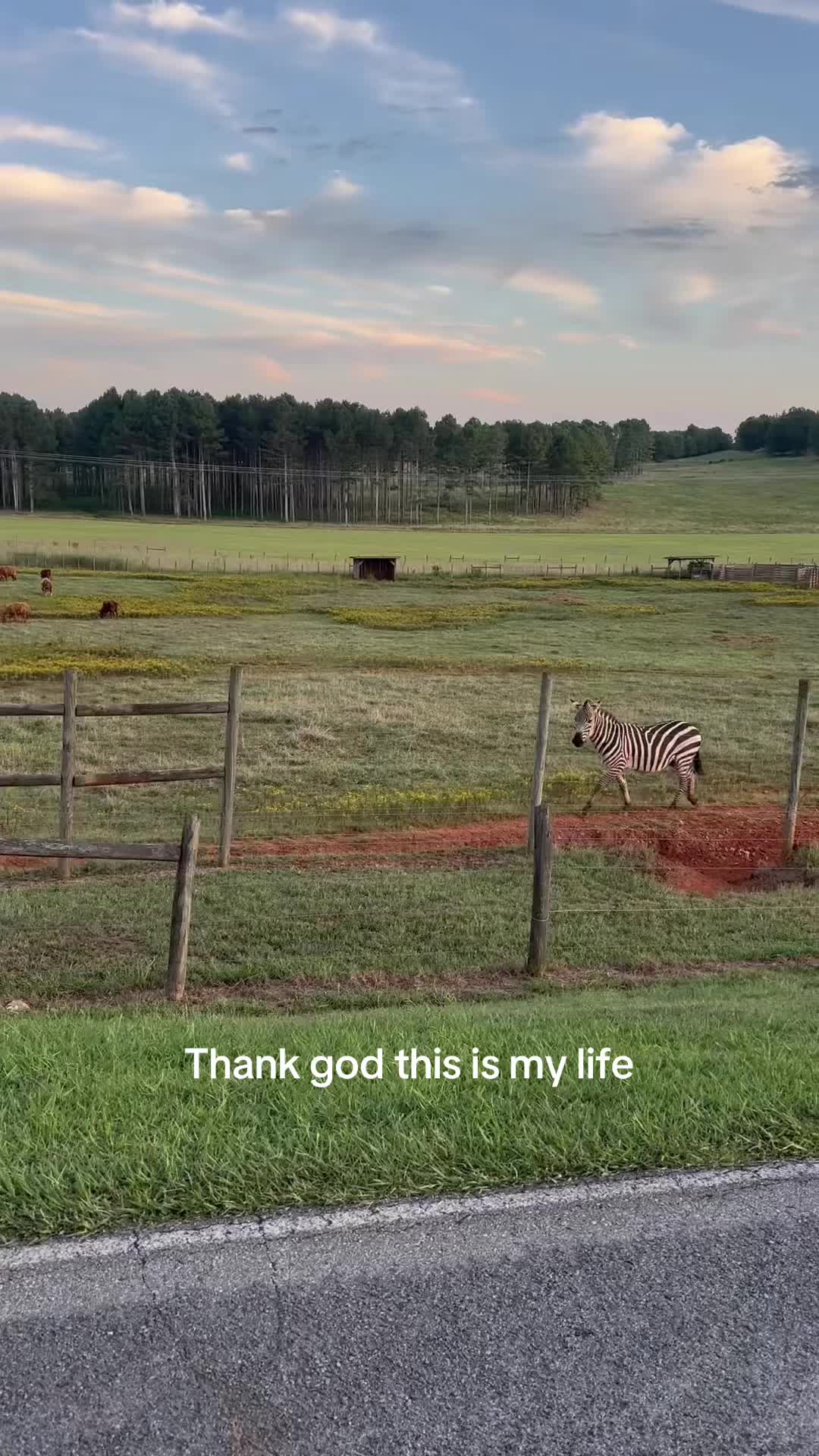 @Amber
