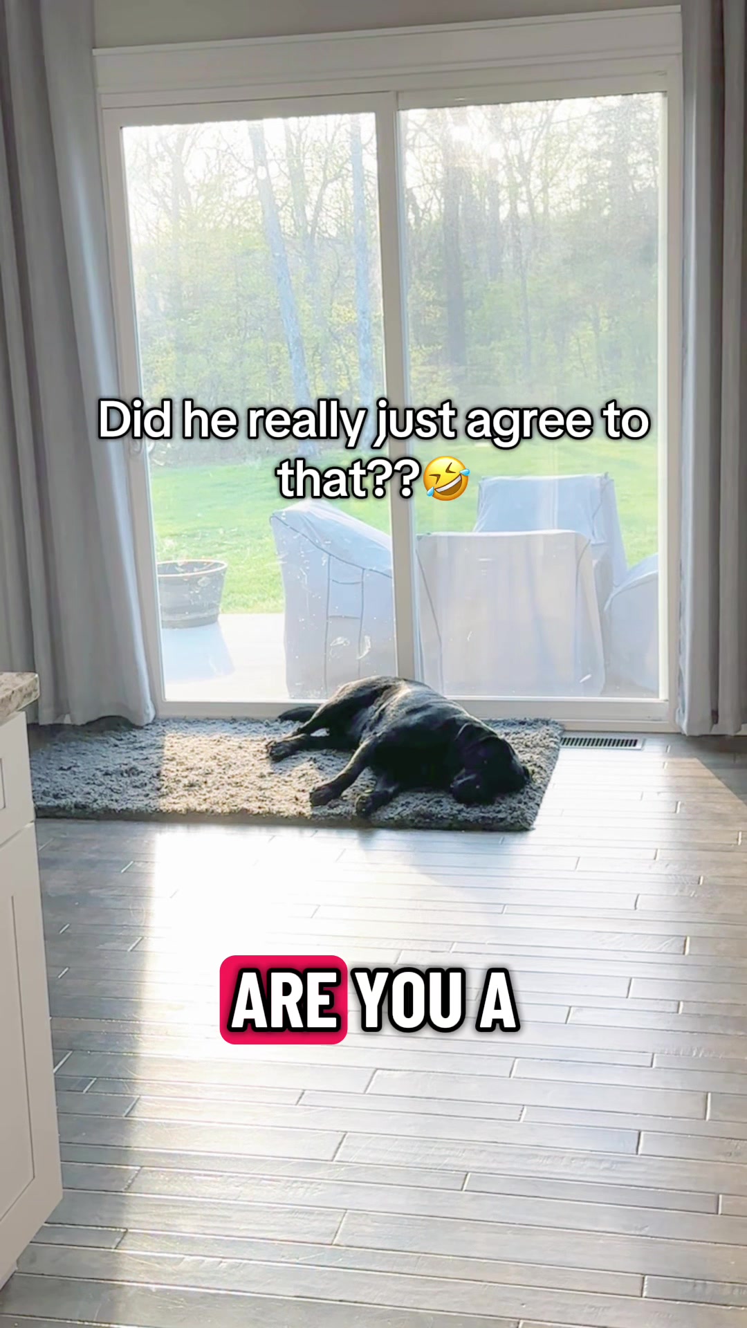 @Gunner the Good Boy Black Lab