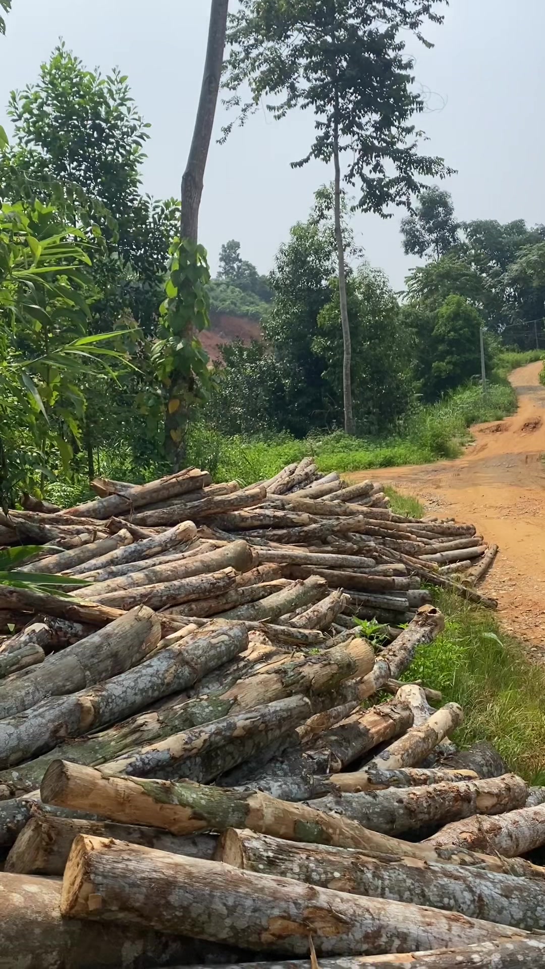 @Nông đức long