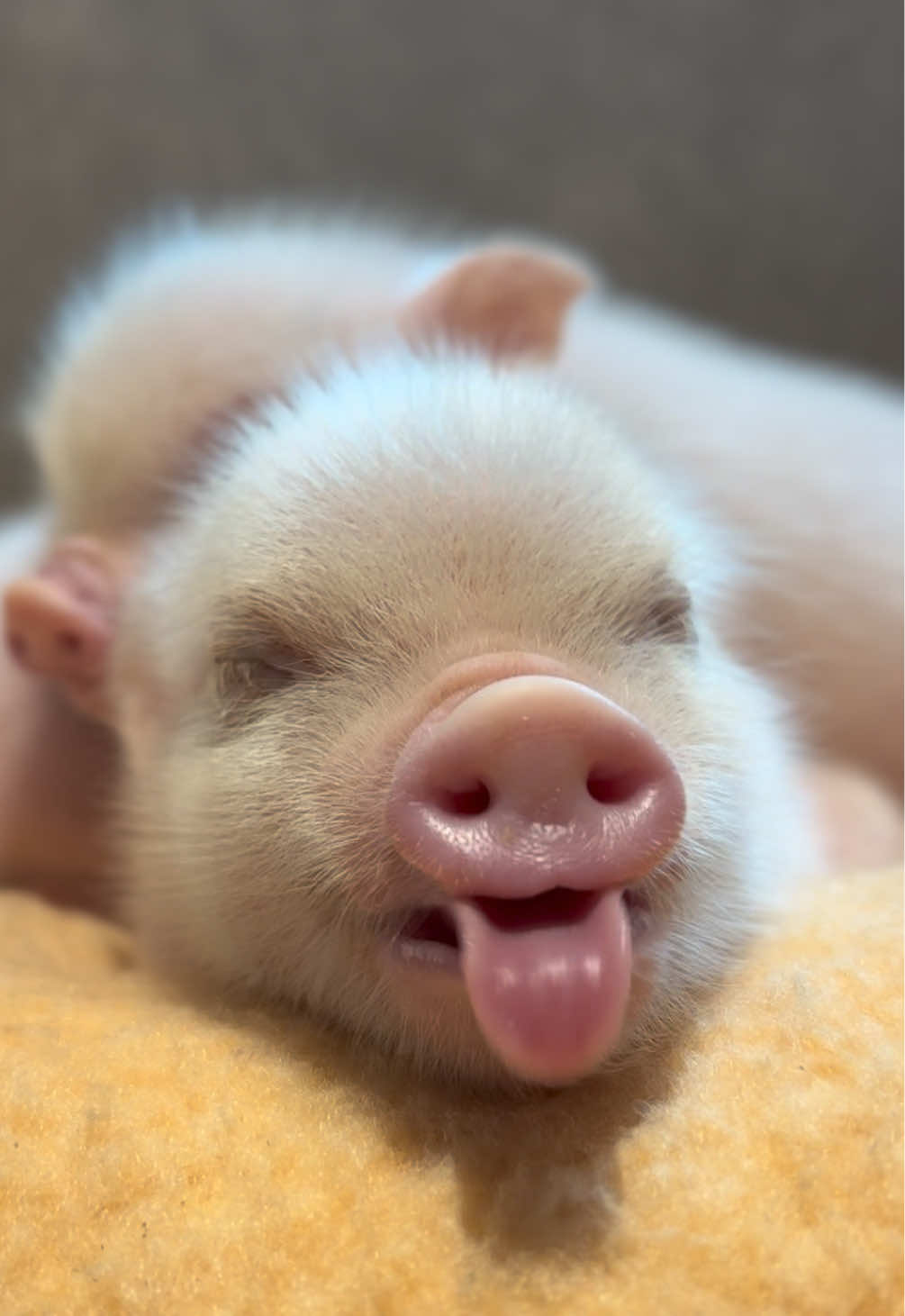 @pignic