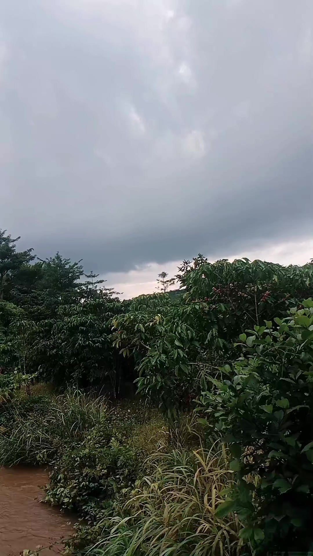 @Tầng