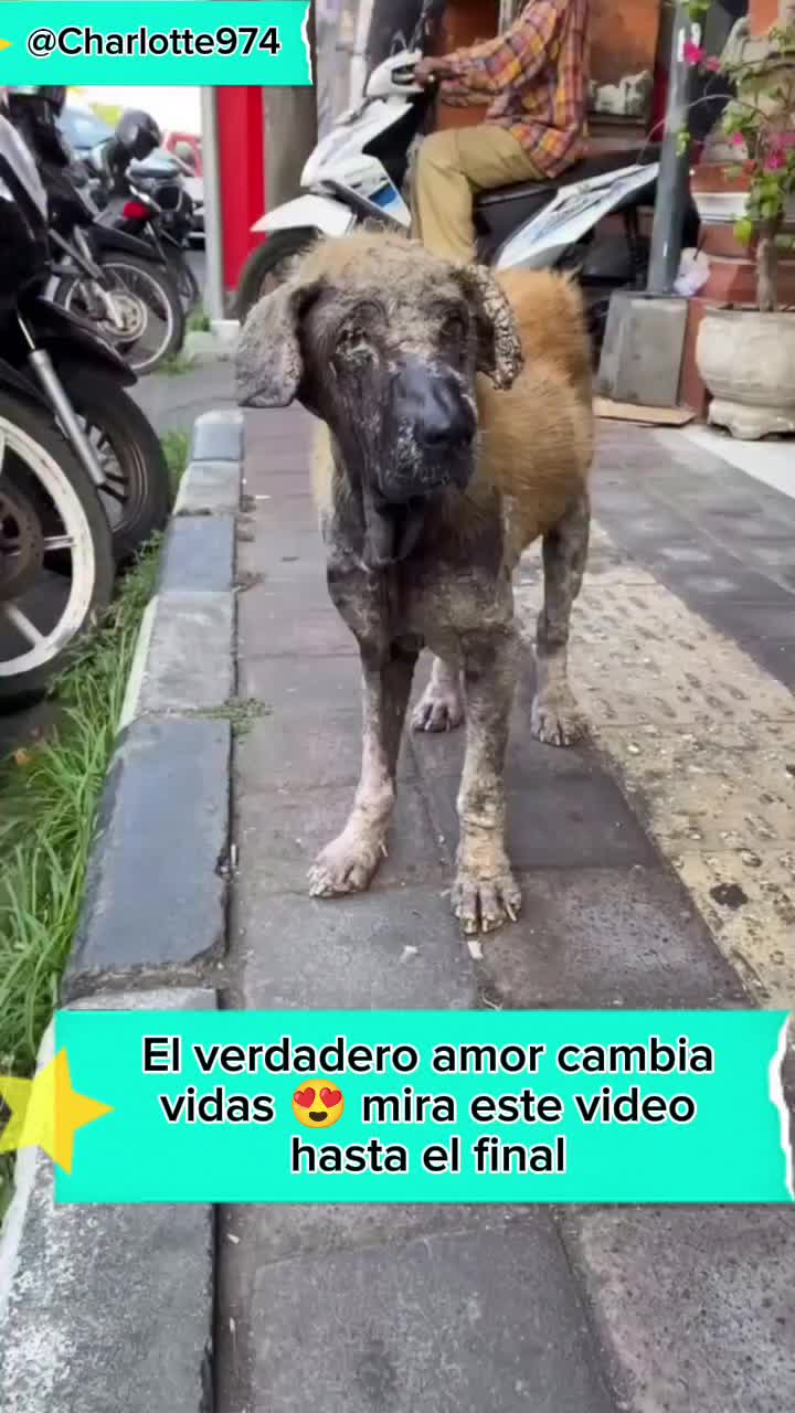 @Charlotte🐕&zwj;🦺🐈🐕🦬🐐🐎🐄🐒