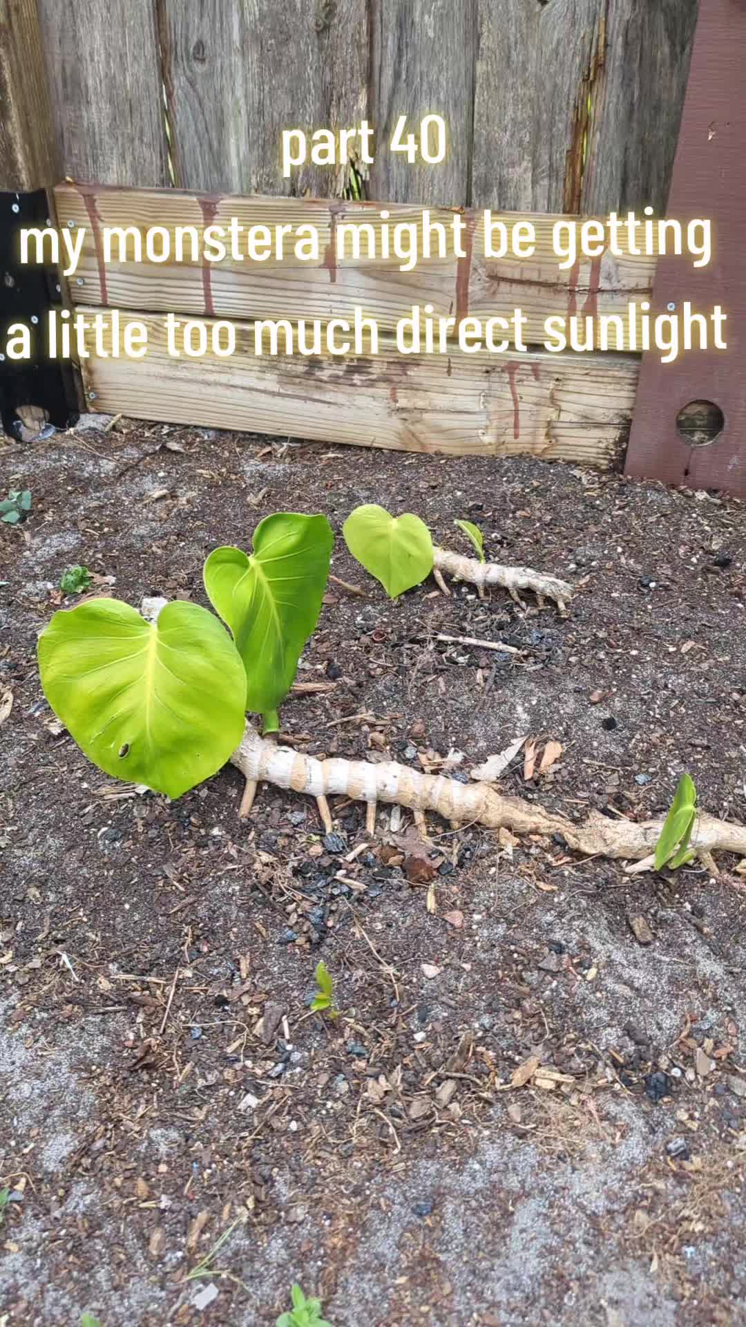 @Monstera Man