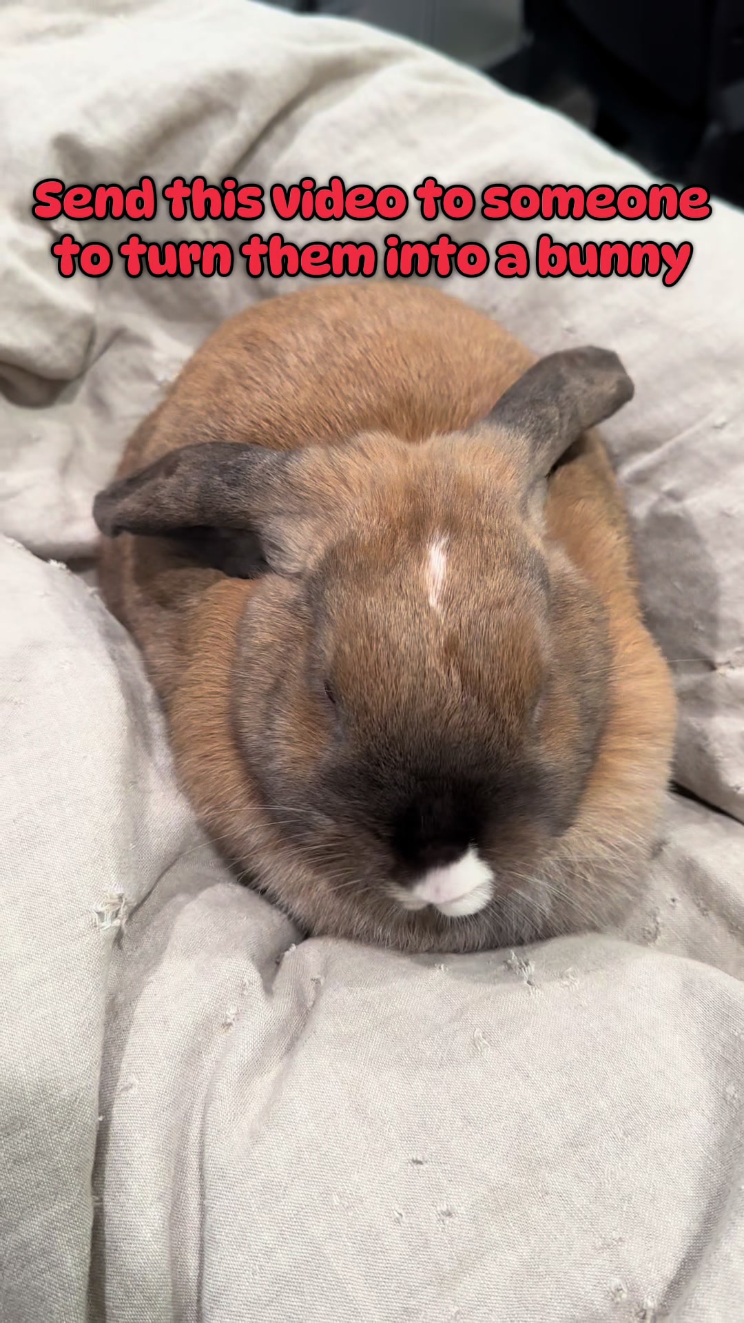 @honeythebunny24