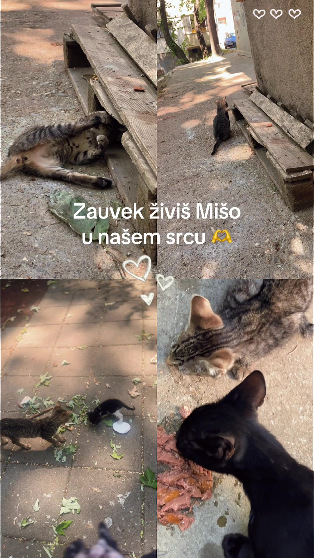 @cosanostrapurr