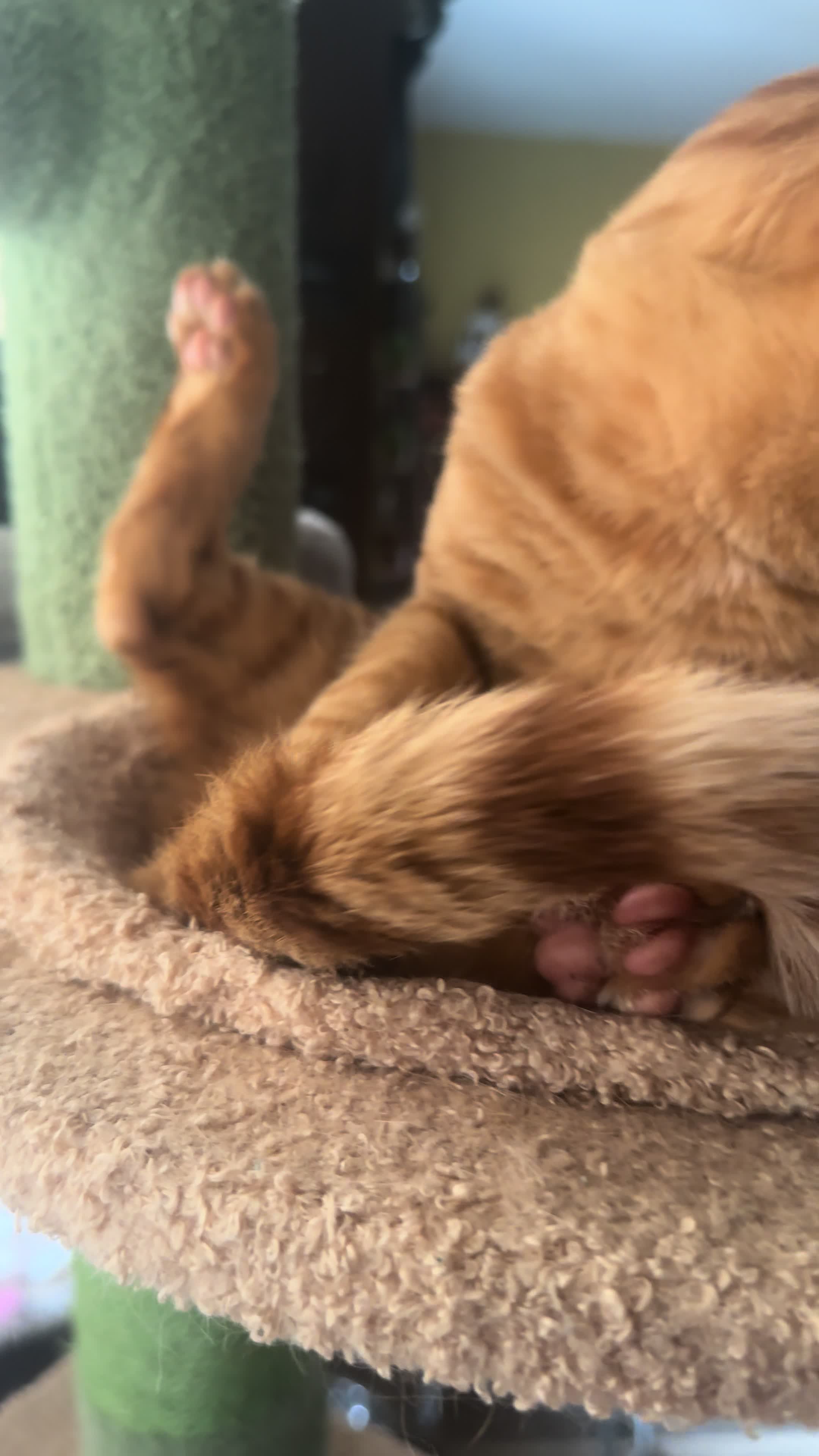 @Garfield the orange cat
