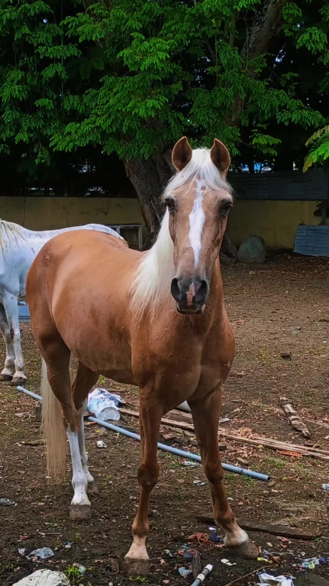 @Hacienda Los Queridos