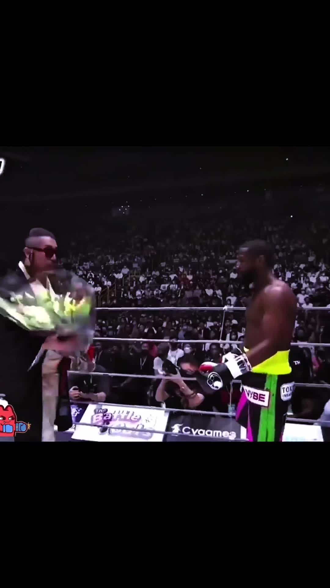 @boxer_tk