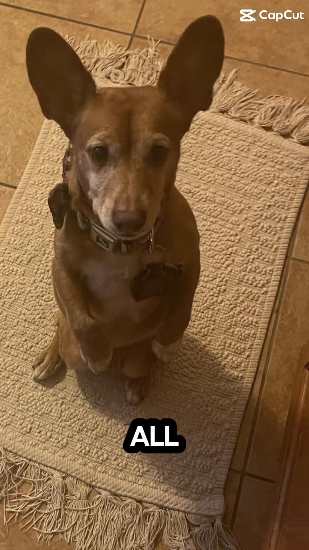 @Oscar the Chiweenie ✌️💙🐾