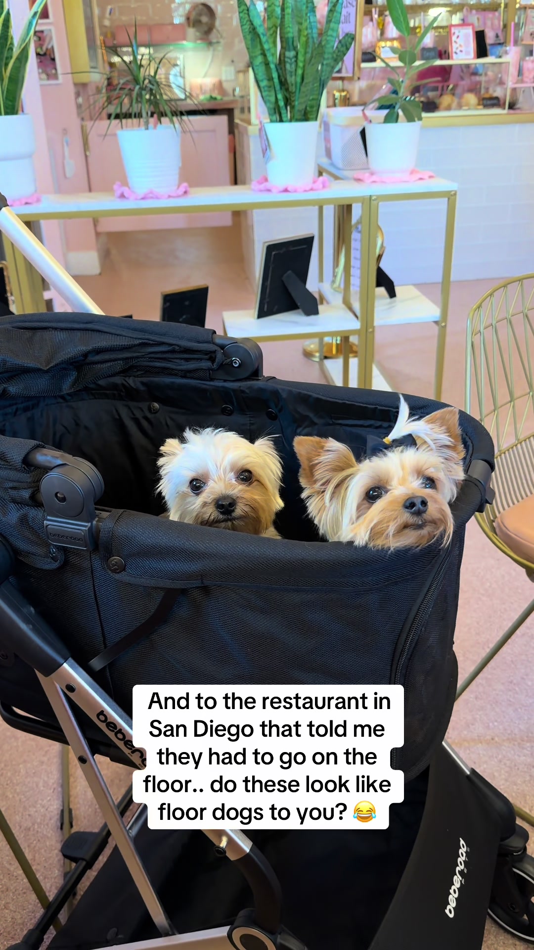 @Milo & Mia 🐾