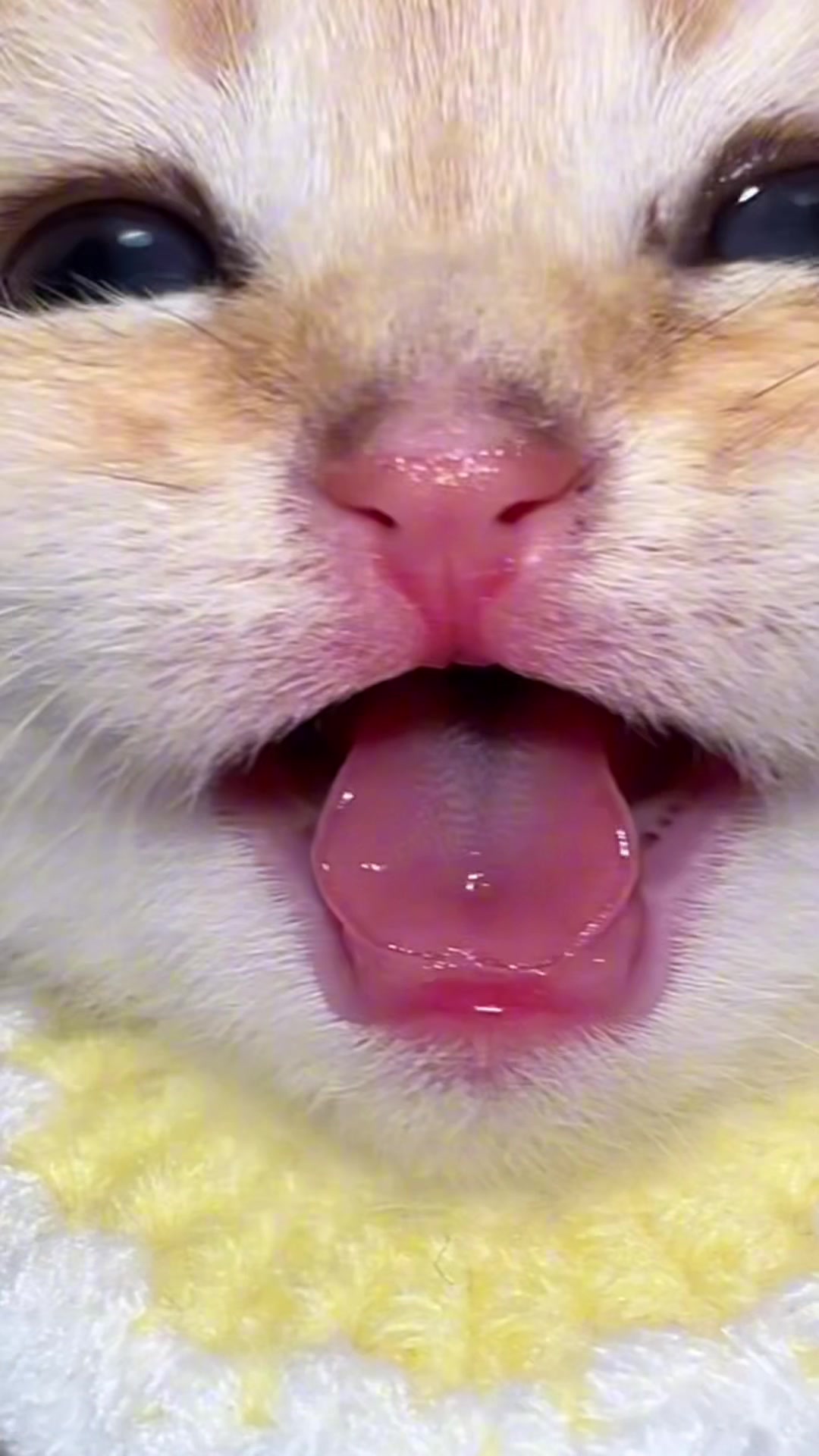 @Soothing Cats😻