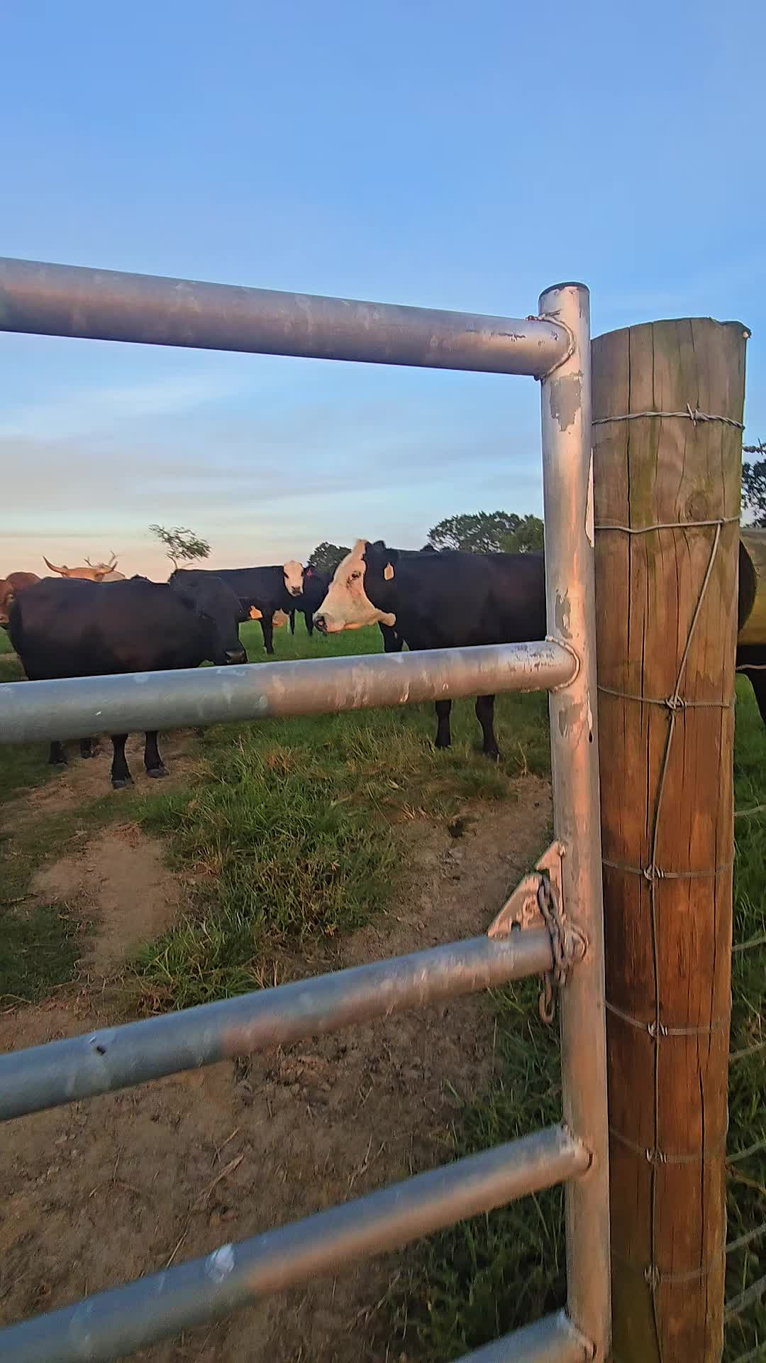 @M.I. CATTLE CO.